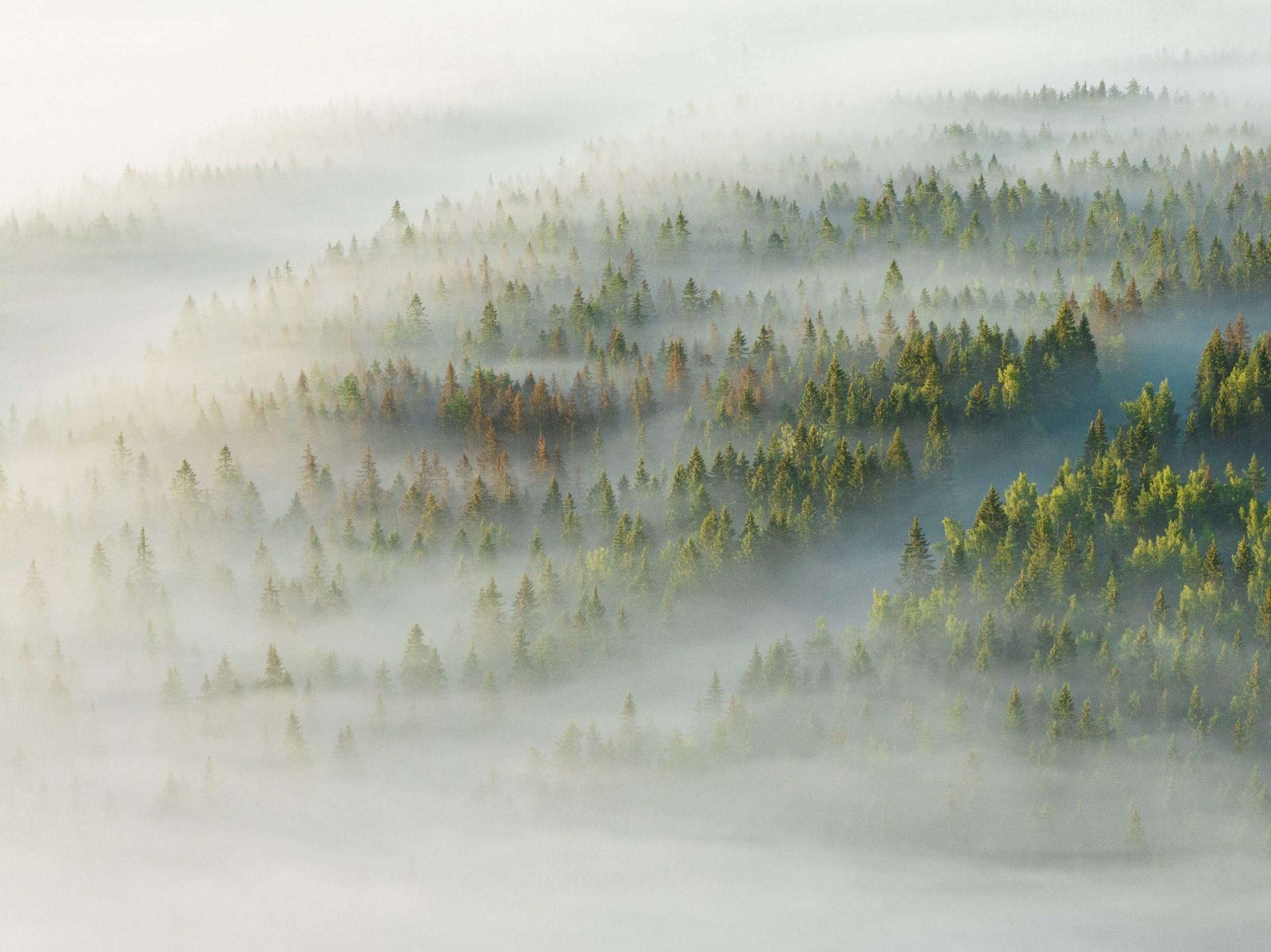 Карельский Перешеек. Фотограф Владимир Медведев