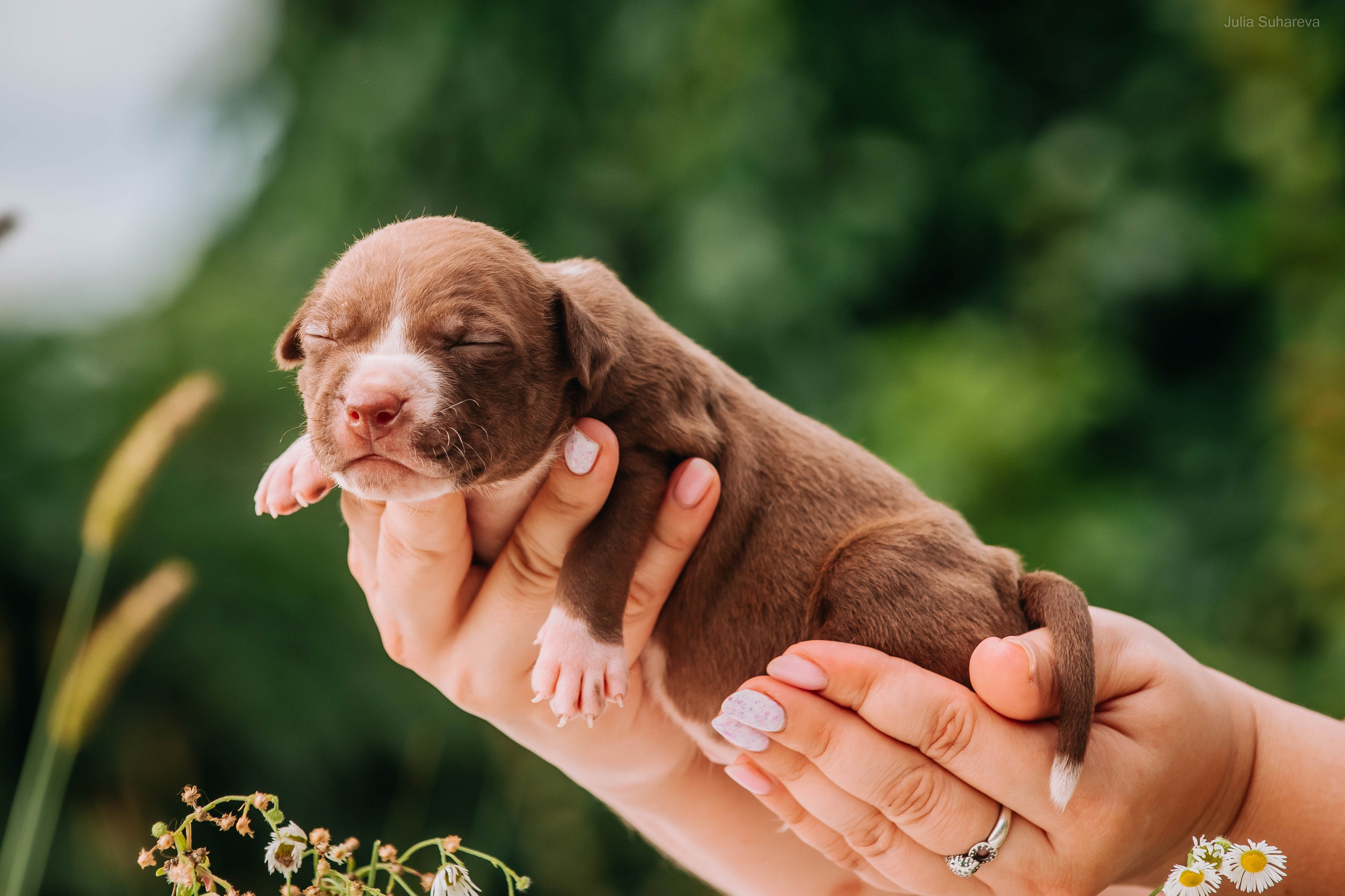 Щенки 2 недели. Главная