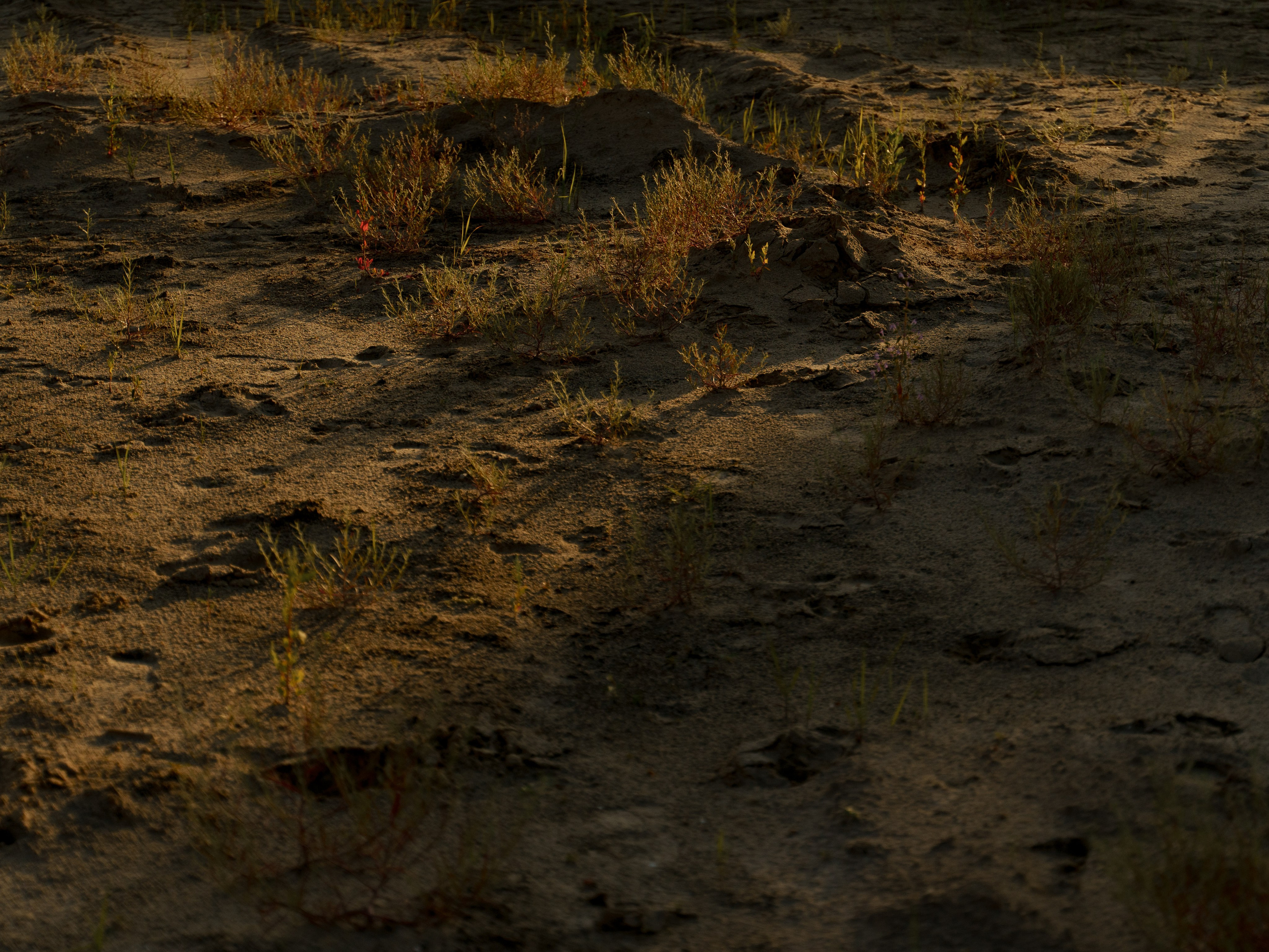 Александр и Марина. Свадебный и семейный фотограф Диана Лбова. Чебоксары