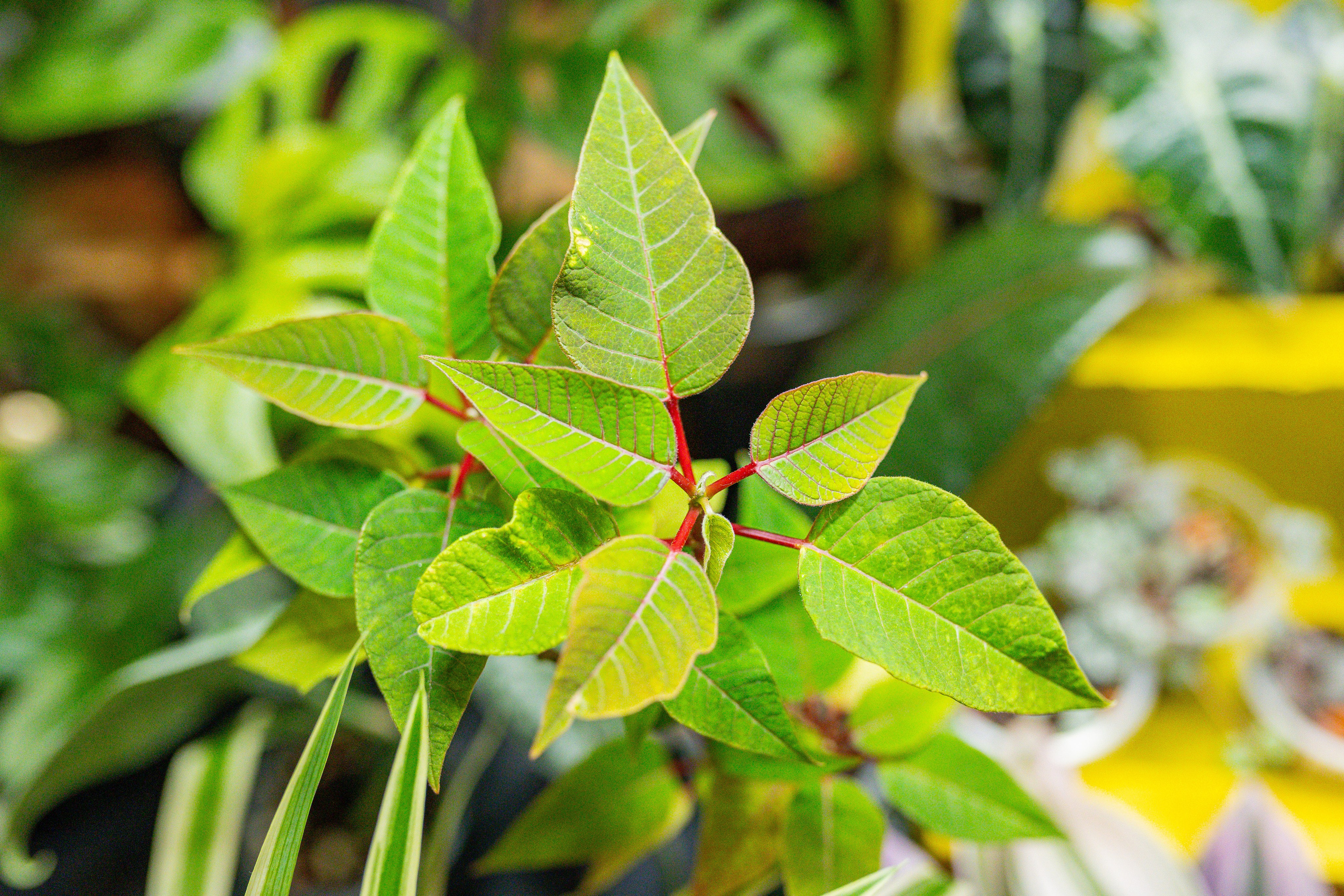 Growbox декабрь 2025. Александра Куликова фотограф, Москва