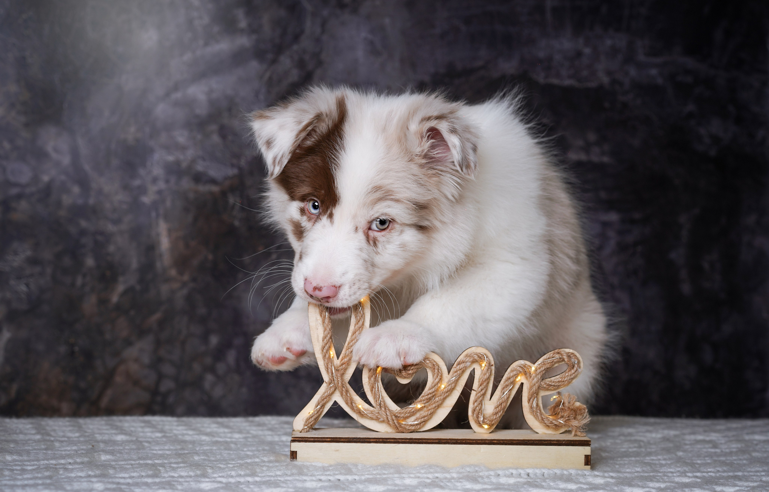 Щенки аусси. Фотограф-анималист в Санкт-Петербурге Яна Мартынова