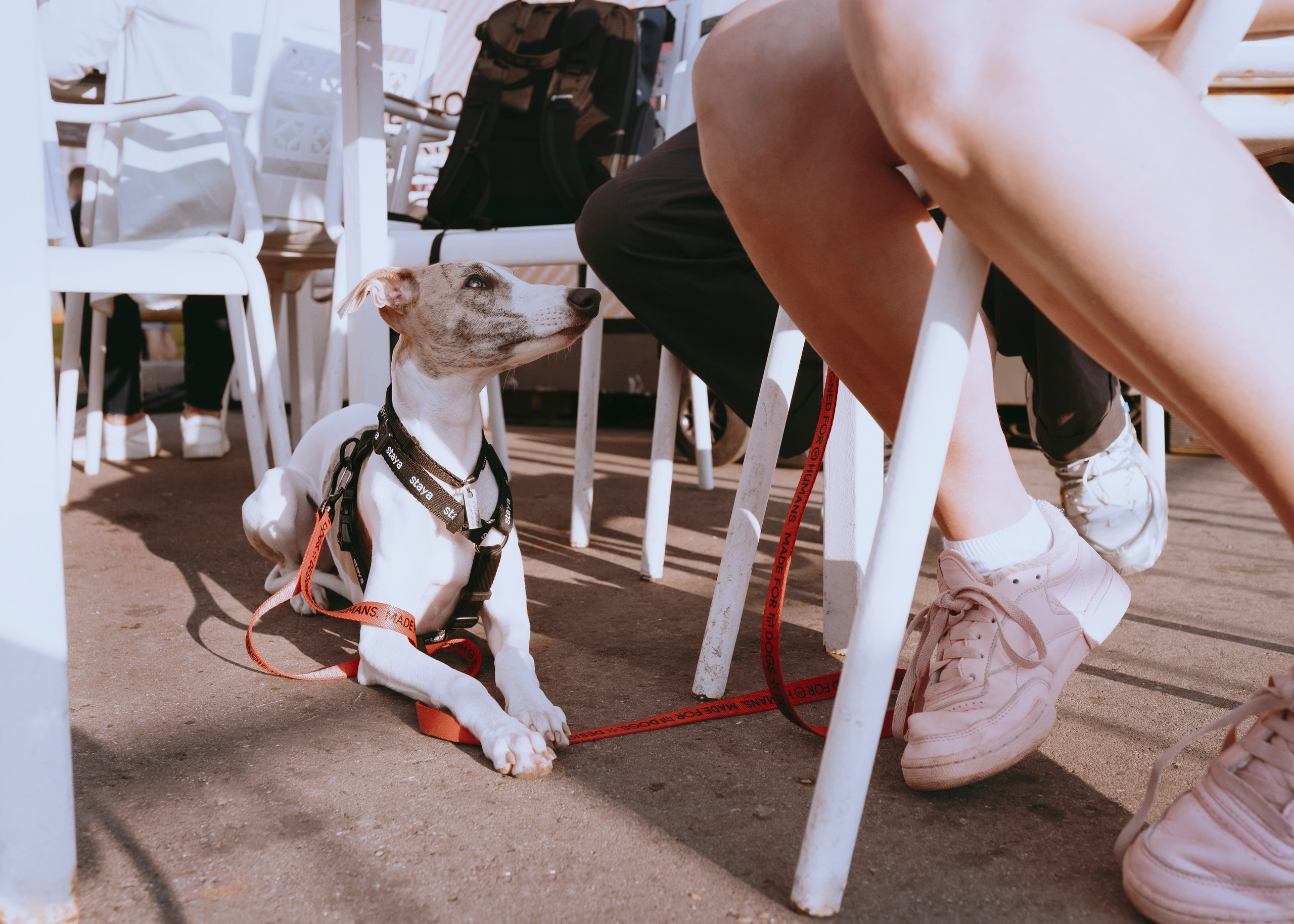 Ветка. Фотограф- анималист Александра Матвеева
