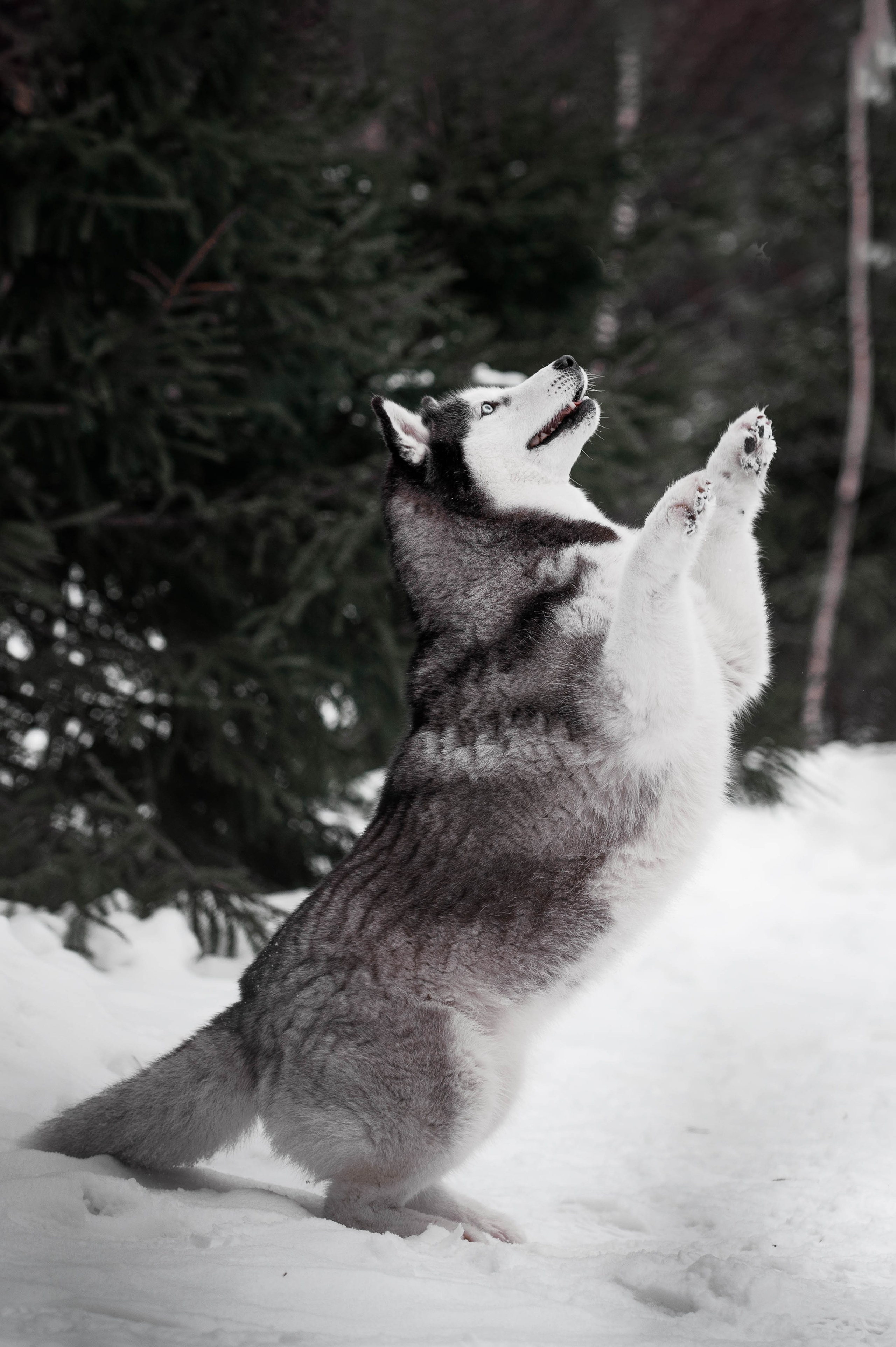 Шанель. Фотограф-анималист