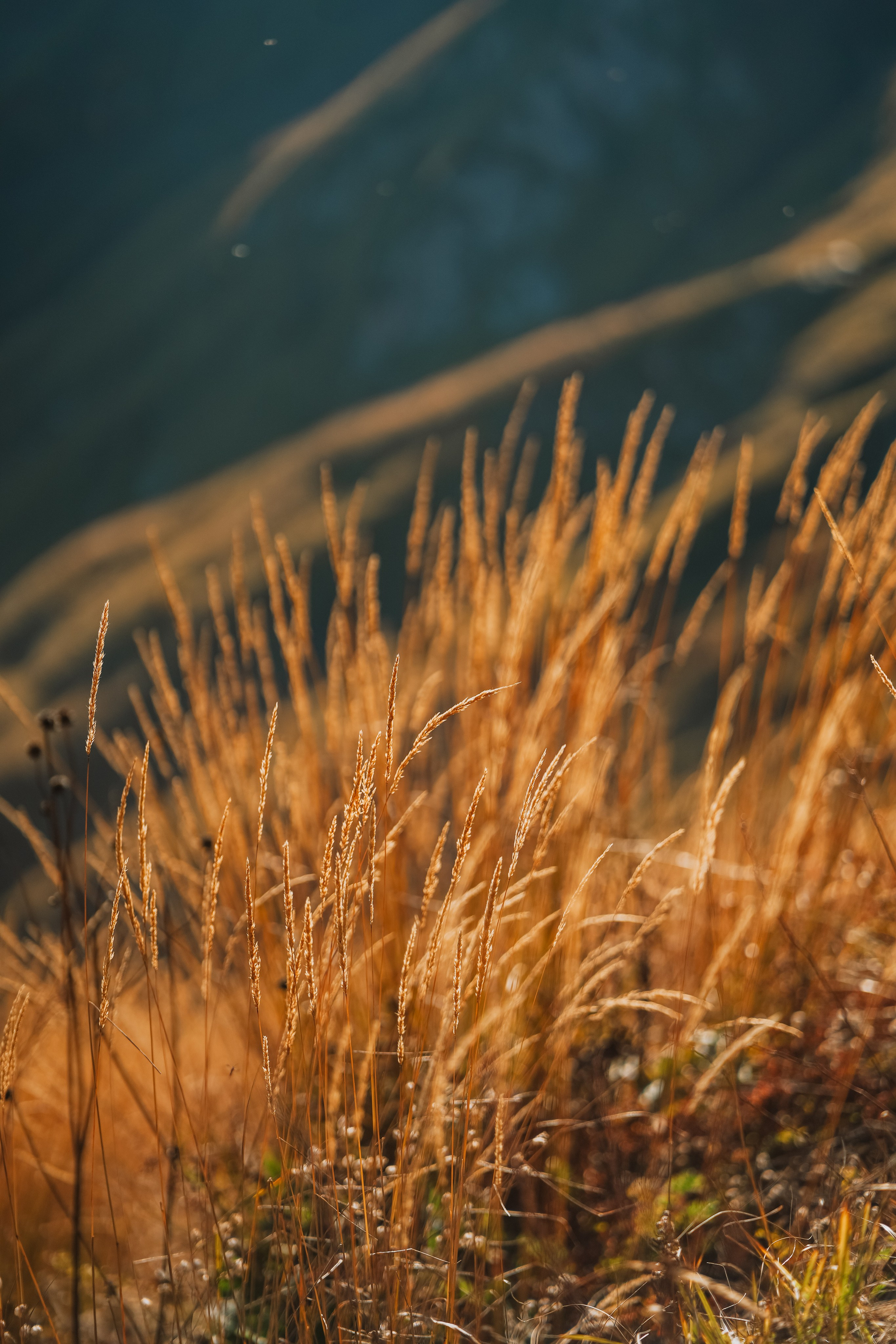 Роза Пик, тропа Турья ✽ Октябрь. Репортажный фотограф | Роза Хутор Красная Поляна Сочи Сириус