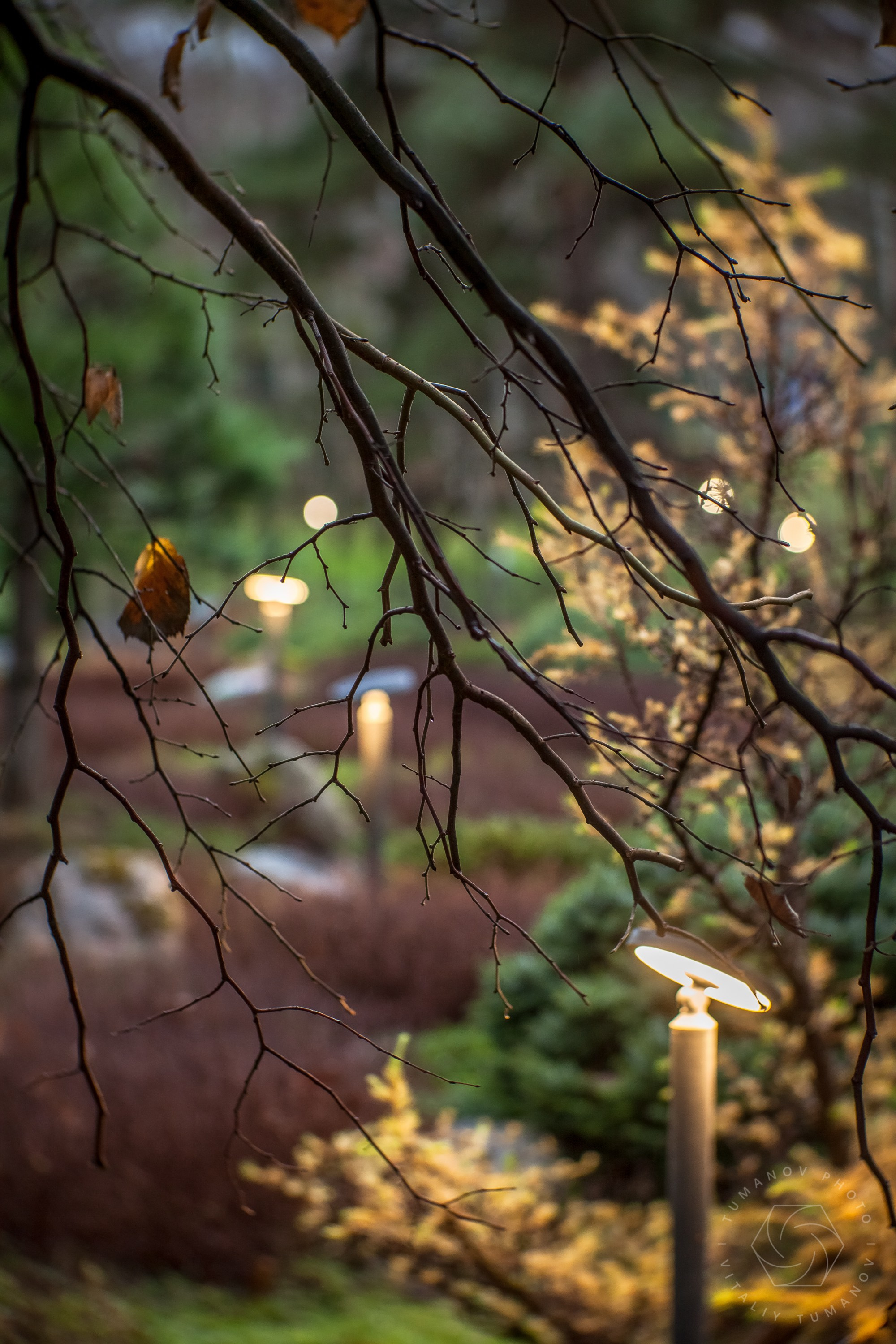 Вечерний сад «Сиреневый туман» (автор: Елена Асташкина). Виталий Туманов — Ландшафтный фотограф