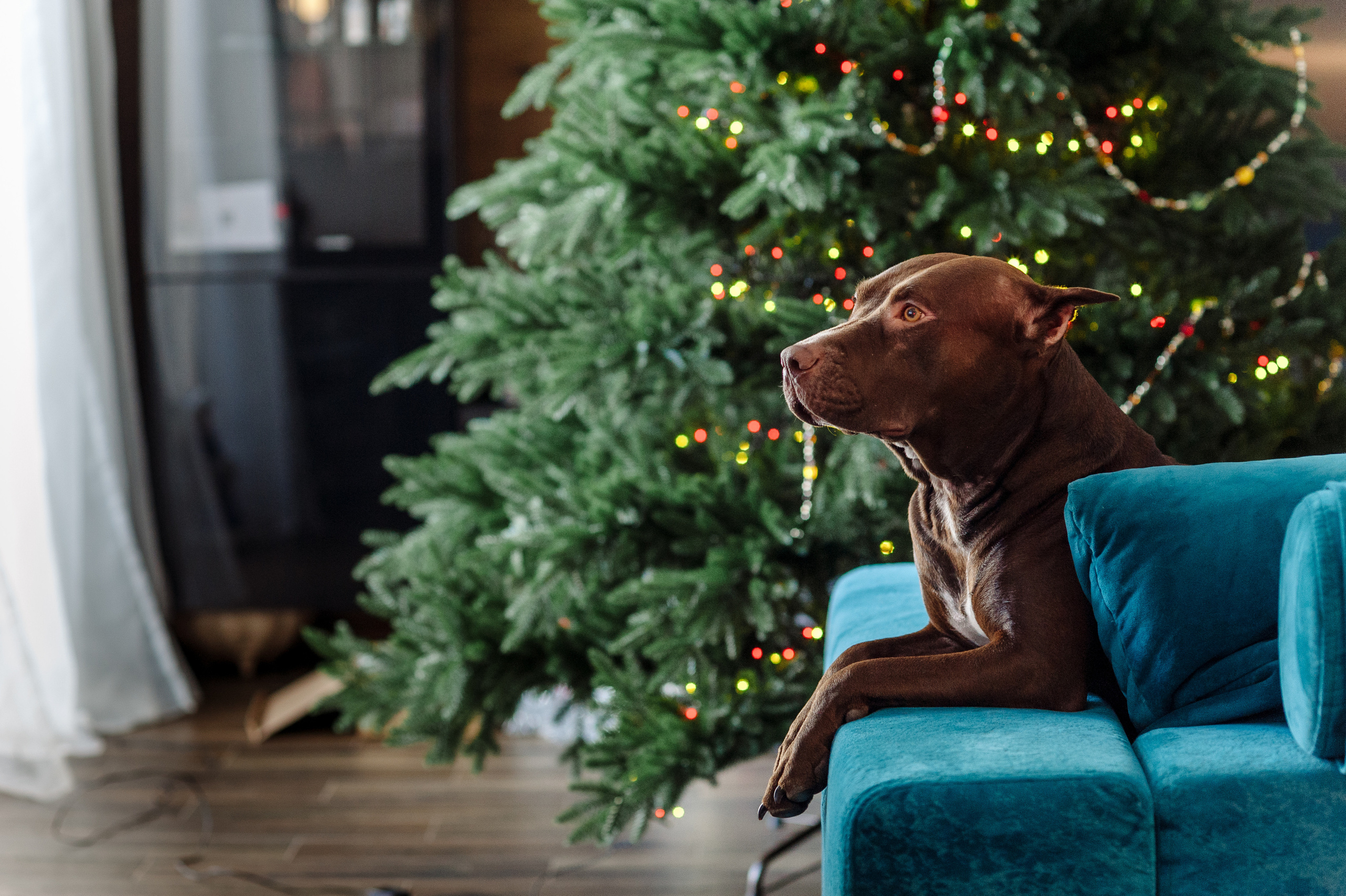 Домашняя фотосессия в Аристово. Семейный фотограф в Москве Елена Снегирева