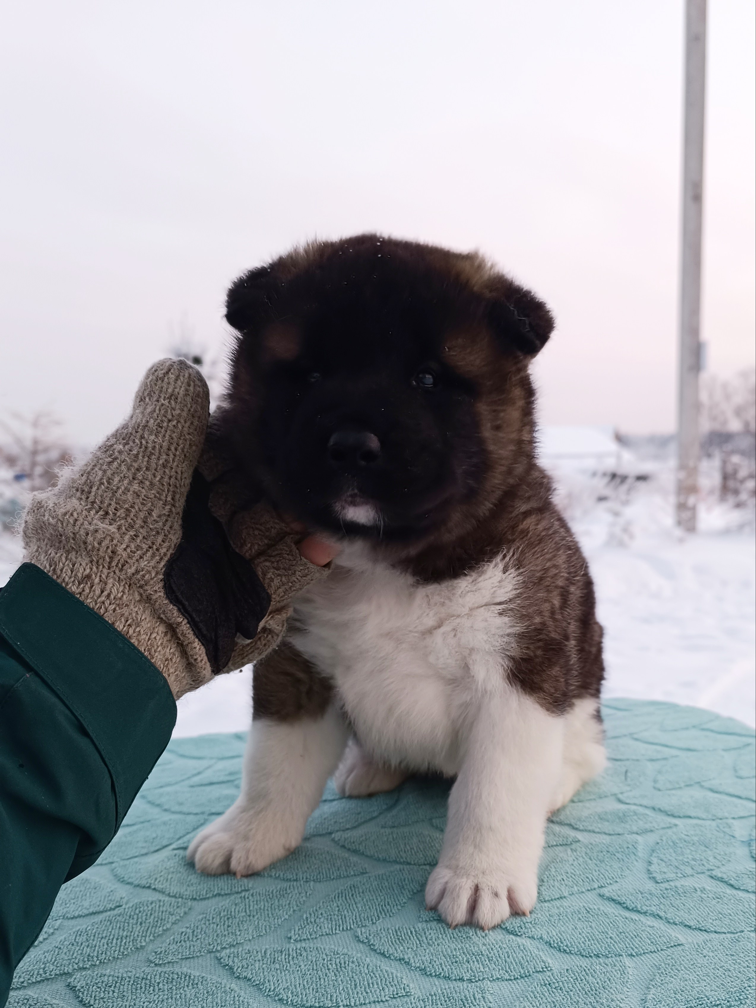 Rubylight Ctsar'. Американская акита I Сиба ину I Питомник RUBYLIGHT