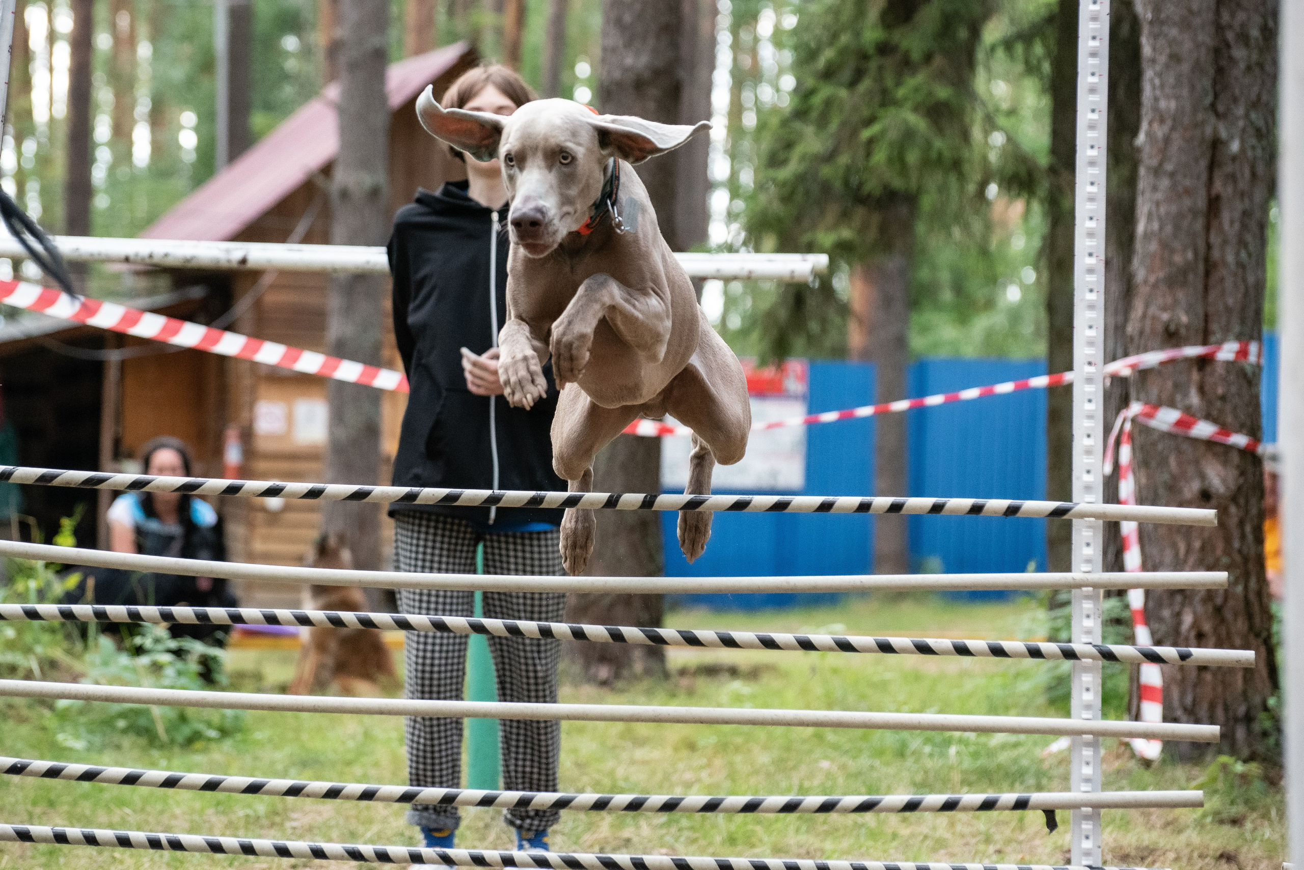 Всплеск эмоций 2023 Кинологический фестиваль. Фотограф Макс Огурцов в Нижнем Новгороде