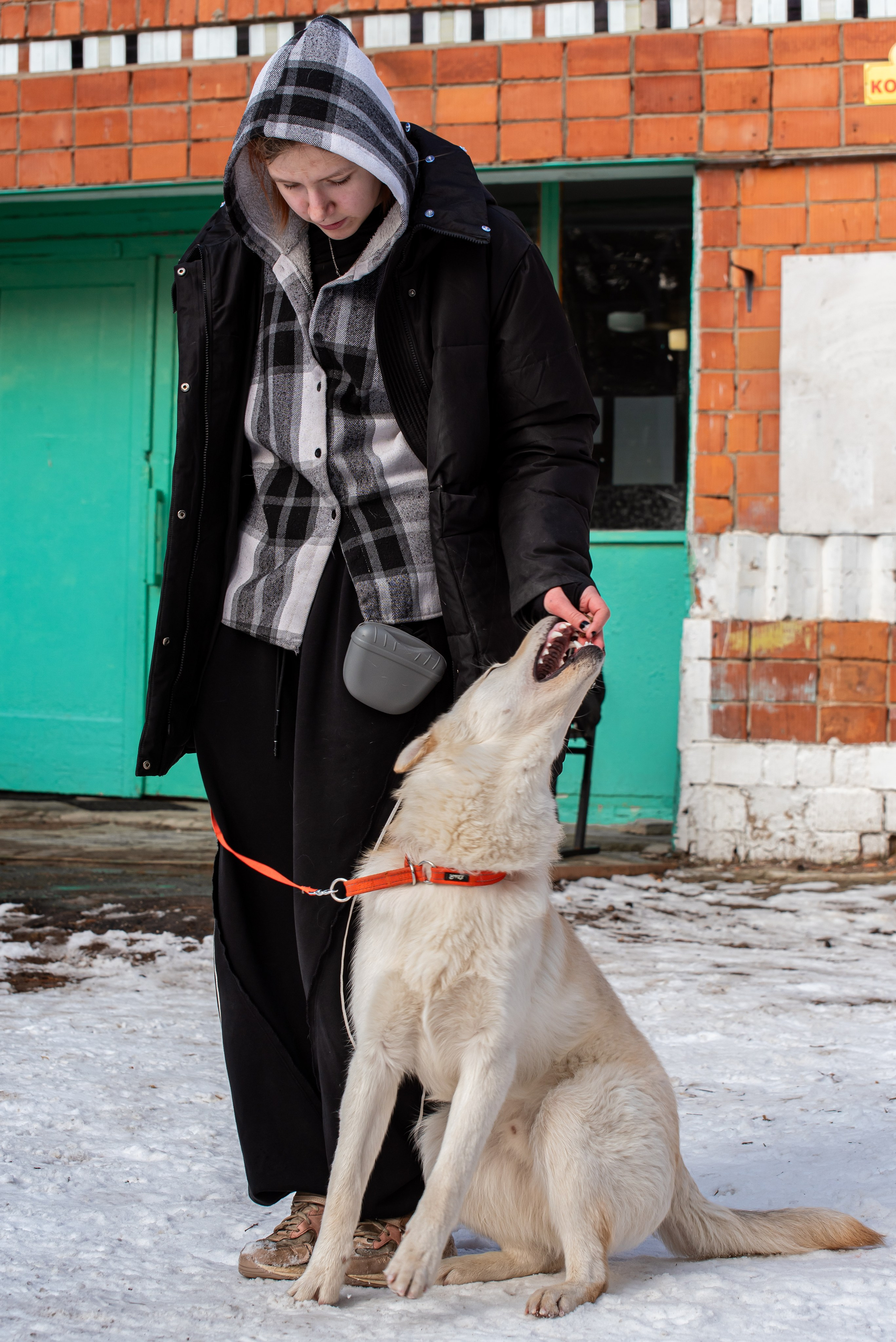 Фотосъёмка с собаками в Кинологическом лагере. Фотограф Макс Огурцов в Нижнем Новгороде