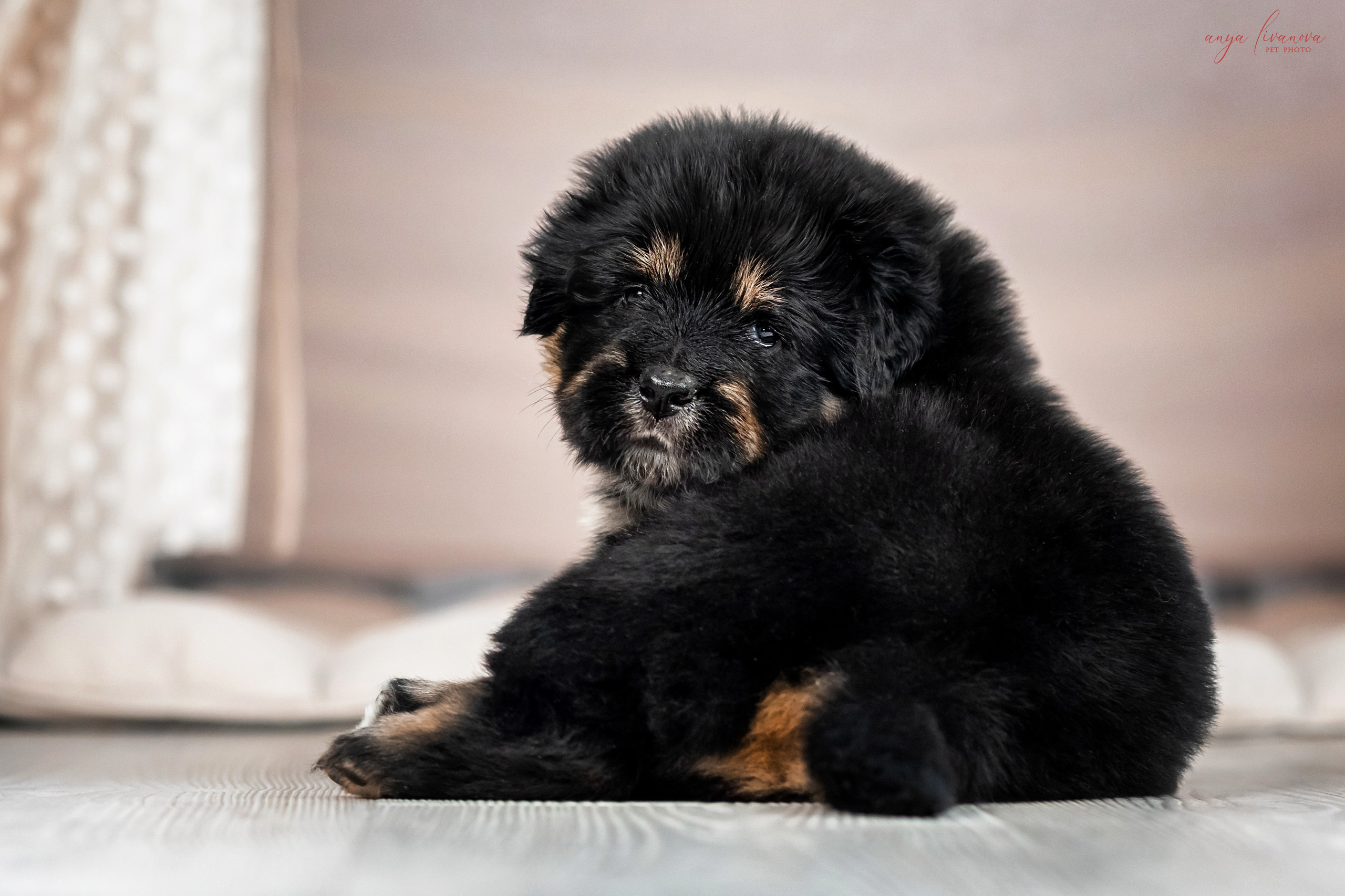 Тибеты. Фотограф анималист Аня Ливанова | Рыбинск