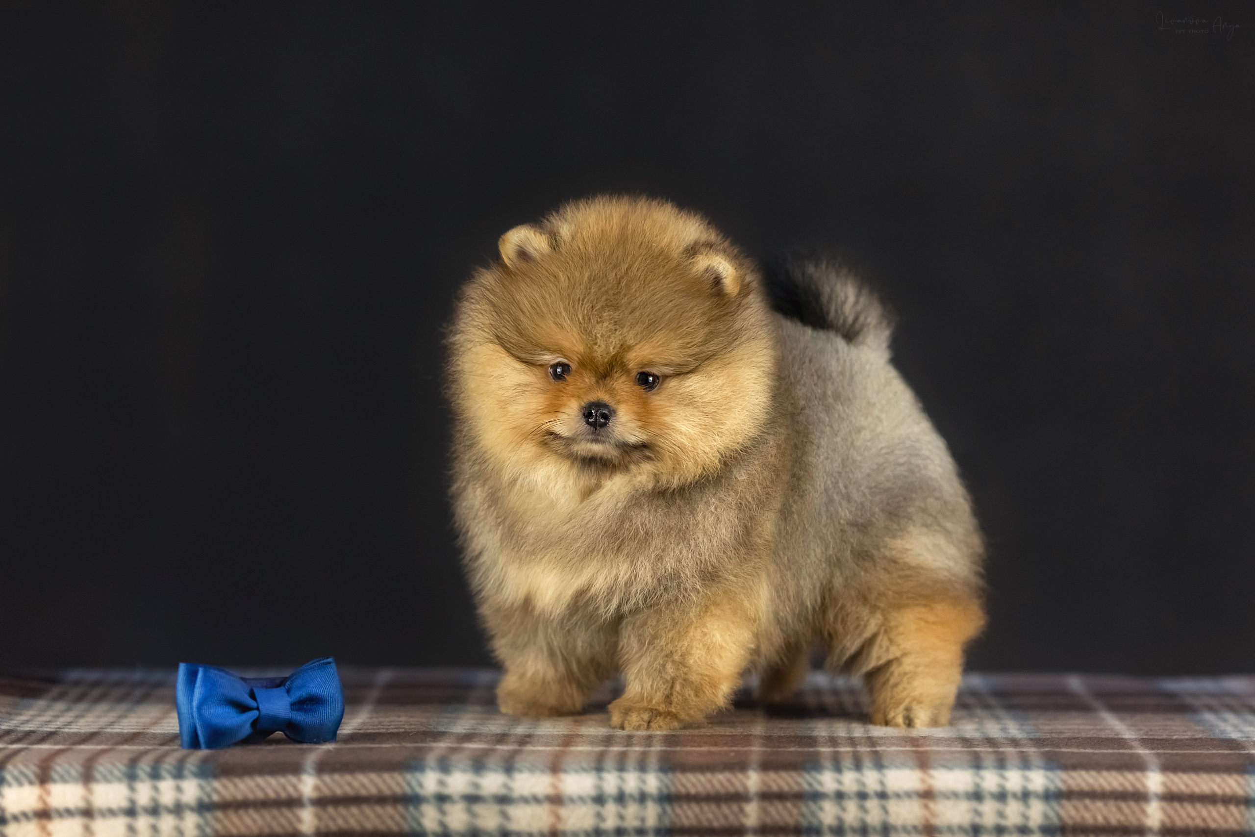 Шпикачки. Фотограф анималист Аня Ливанова | Рыбинск