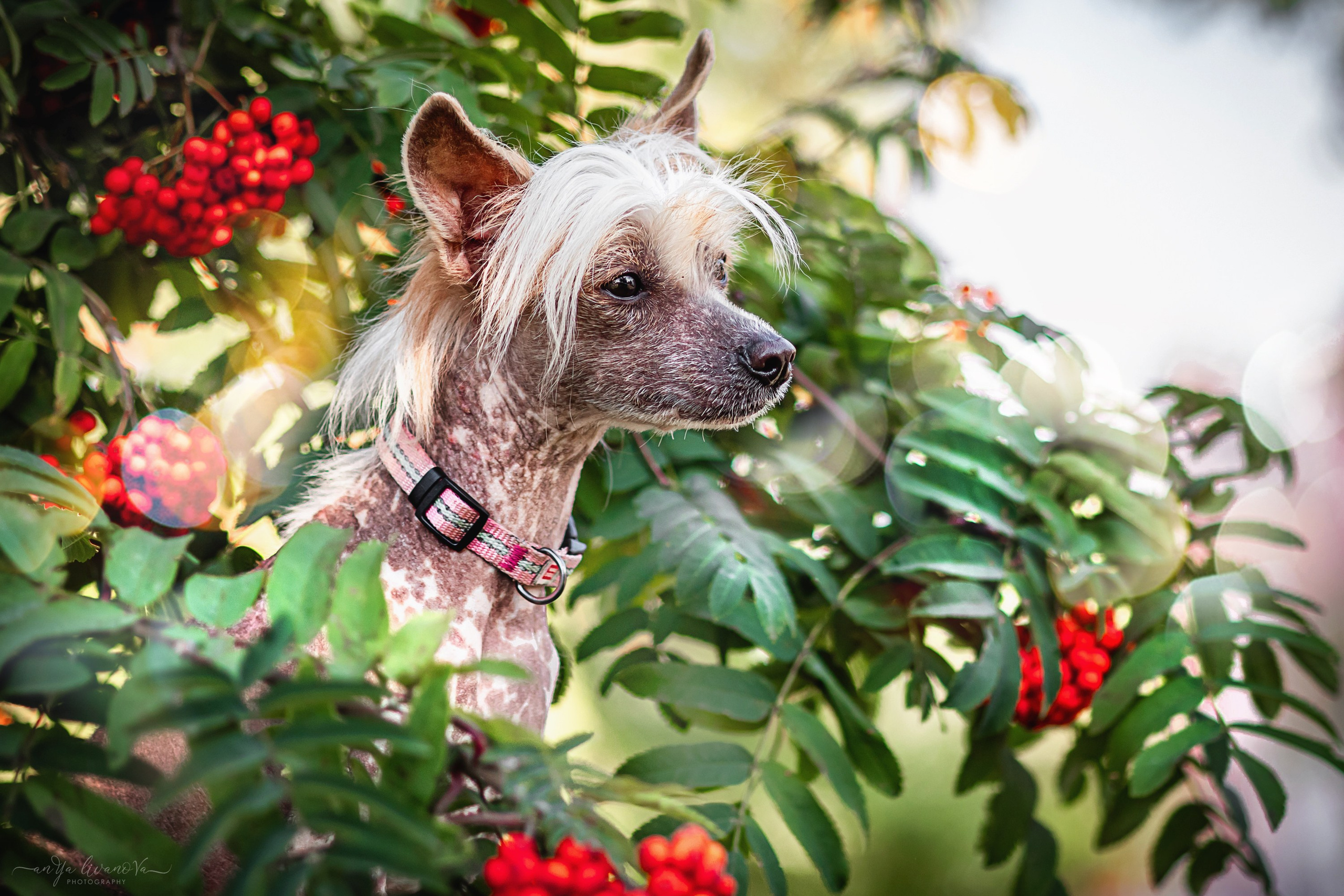 Рябинки. Фотограф анималист Аня Ливанова | Рыбинск