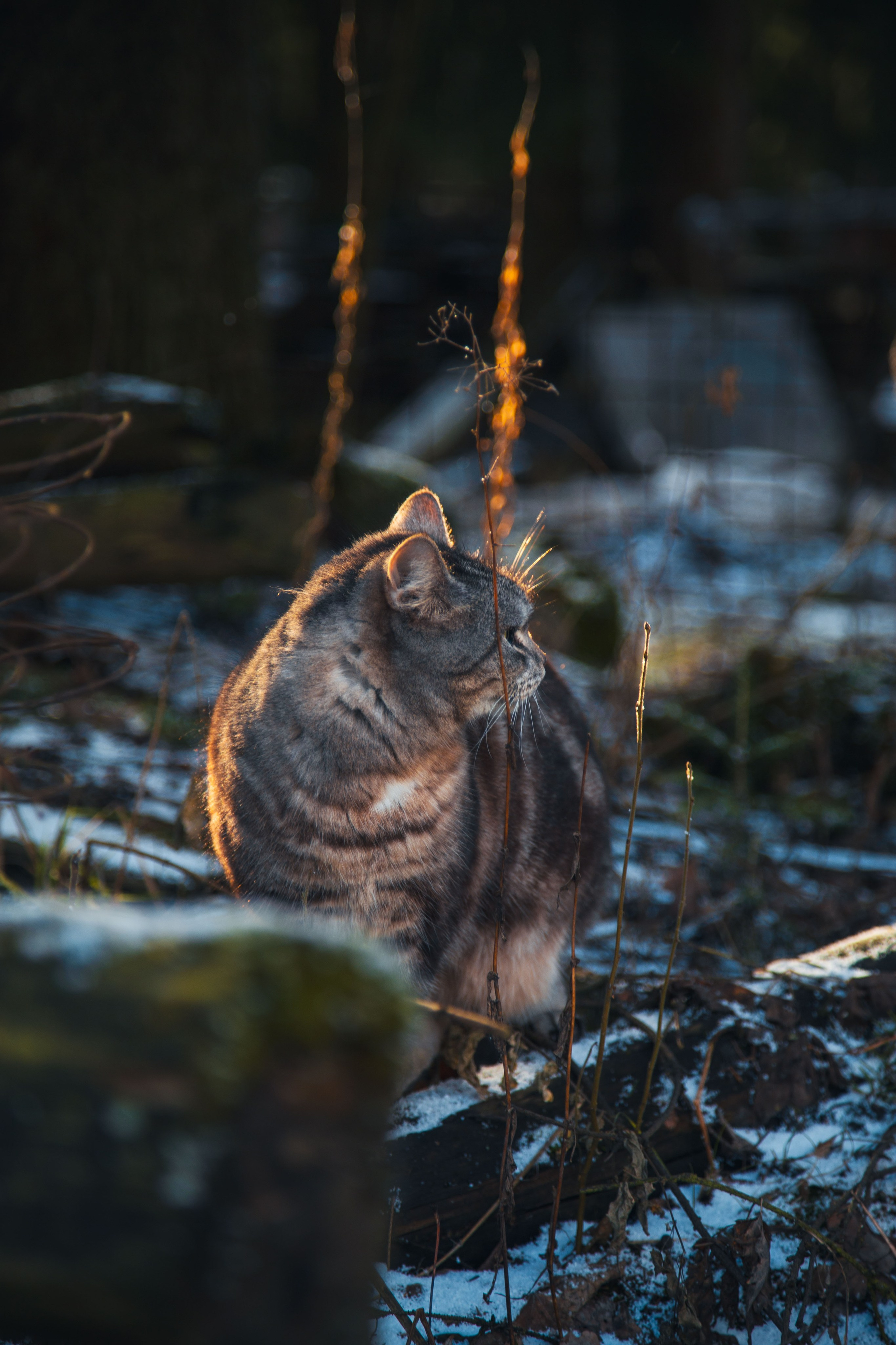 Кошка-охотница. Dmitriy [KCCC] is a pretty cool photographer