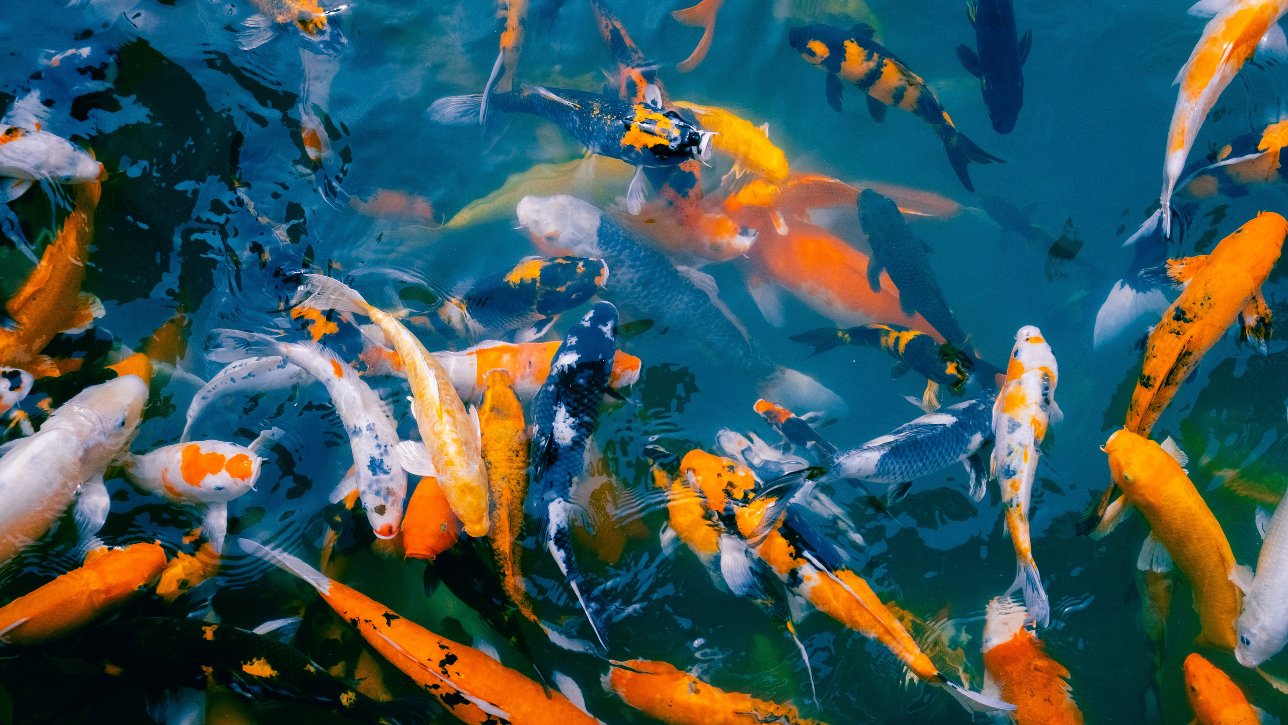 Тайланд. Фотограф Алиса Аспер