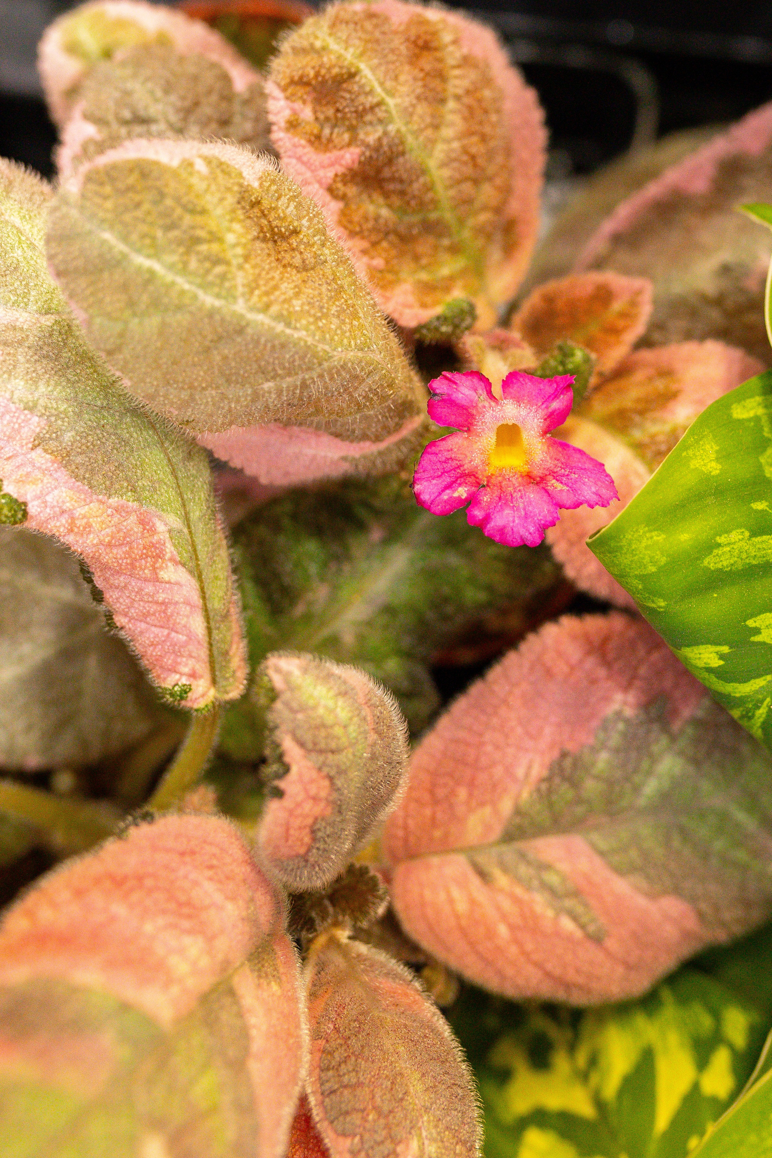 Орхидиум сентябрь 2025. Александра Куликова фотограф, Москва