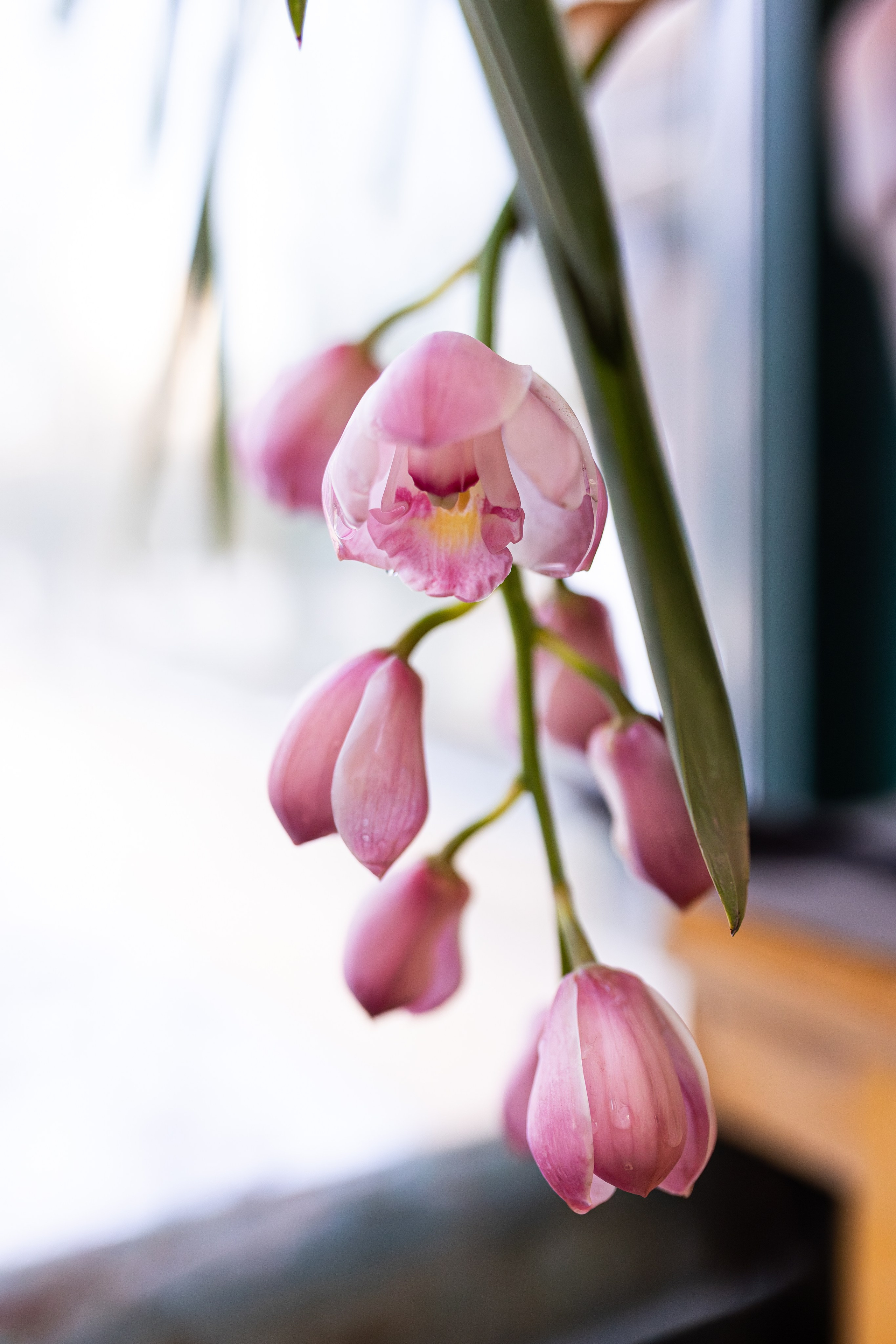 Аптекарский огород МГУ. Китай. Александра Куликова фотограф, Москва