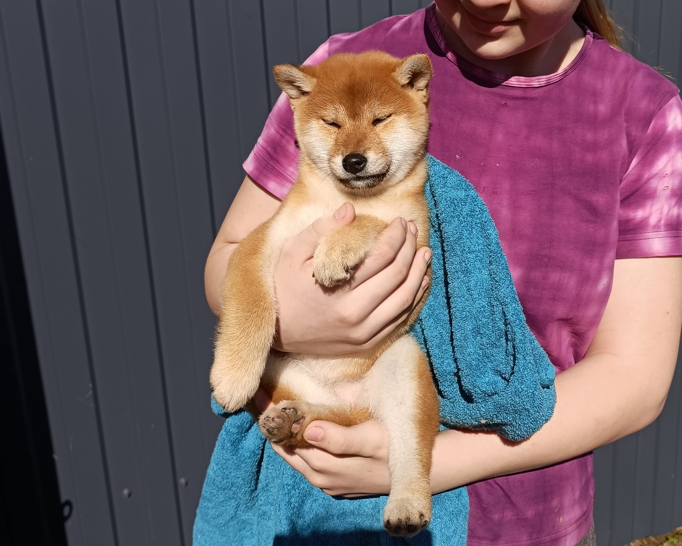 Сиба Rubylight Emma питомник Рубилайт 