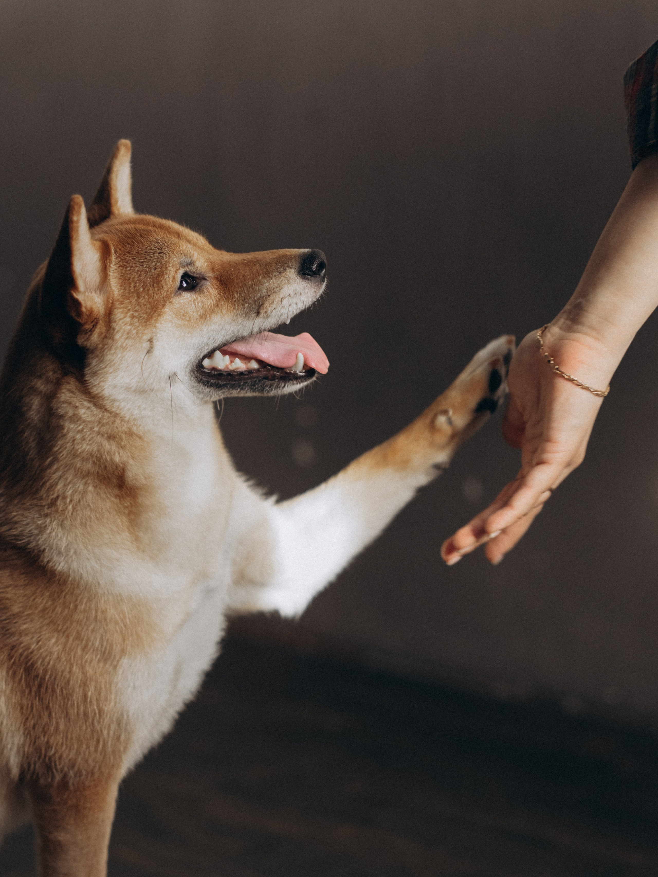 Мика и Настя. Фотограф-анималист в Москве Кириллова Татьяна