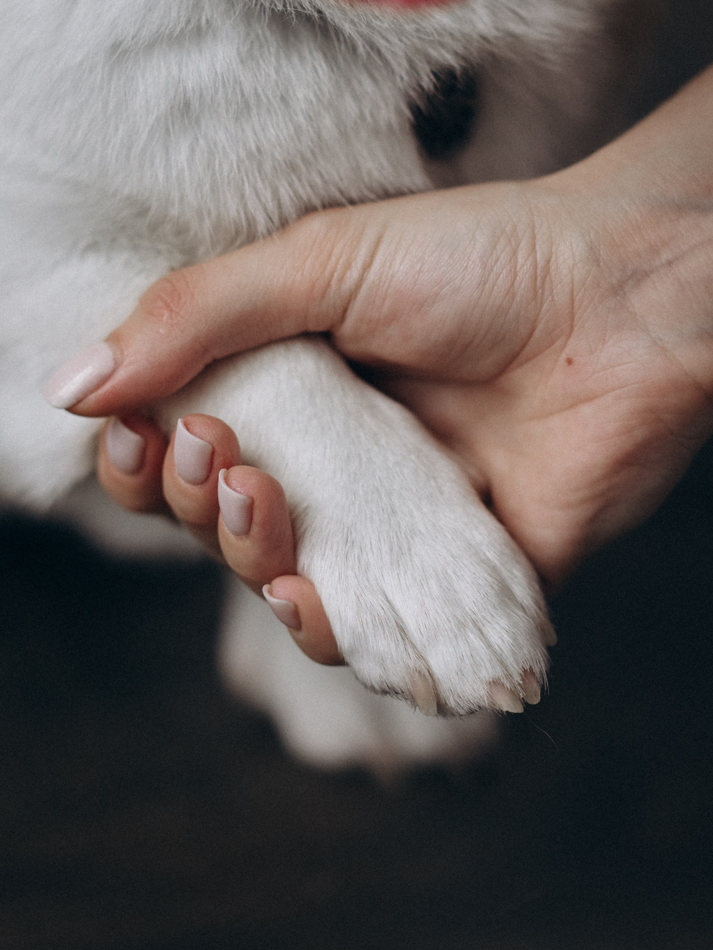 Оливка и Ника. Фотограф-анималист в Москве Кириллова Татьяна