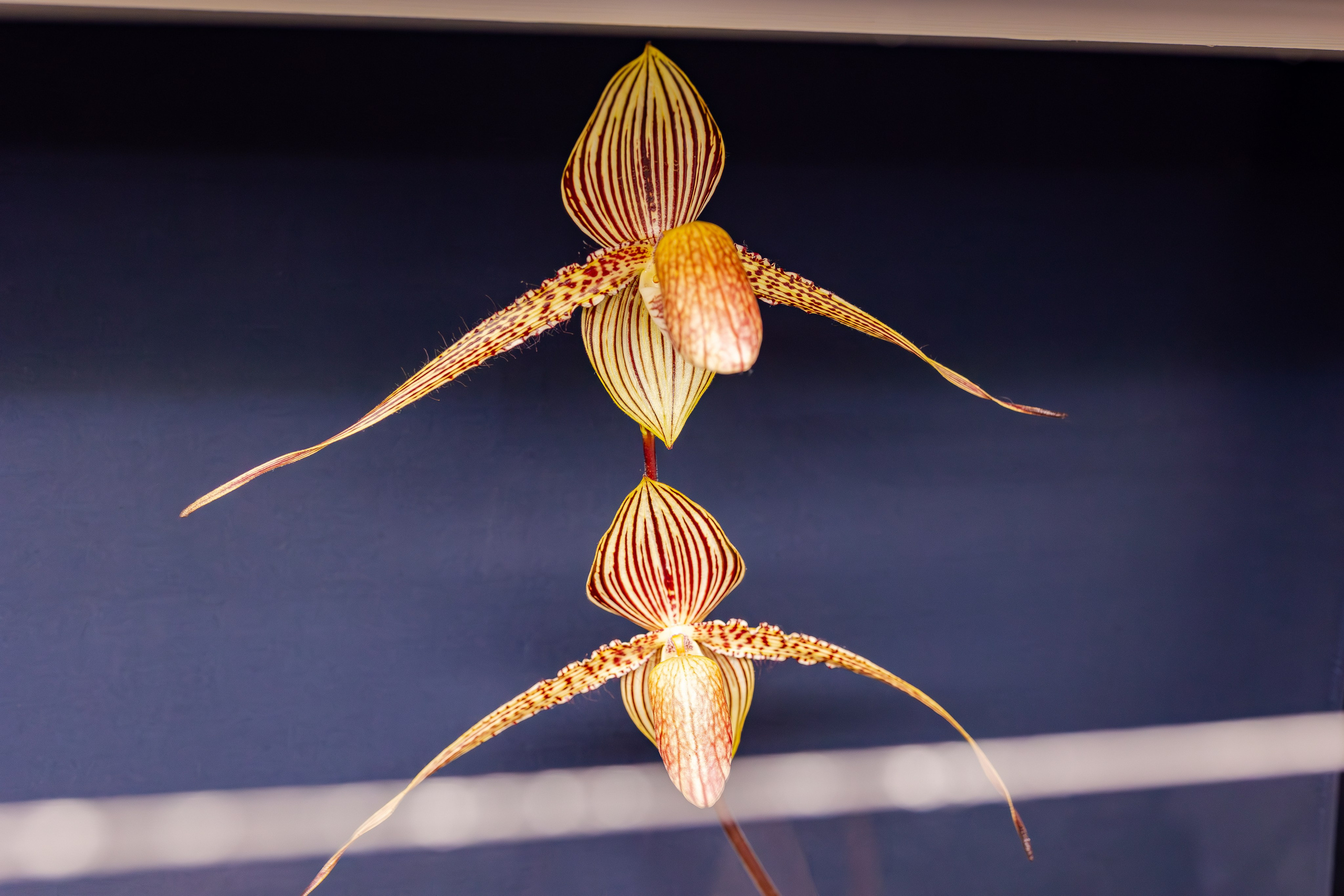 Орхидиум сентябрь 2025. Александра Куликова фотограф, Москва