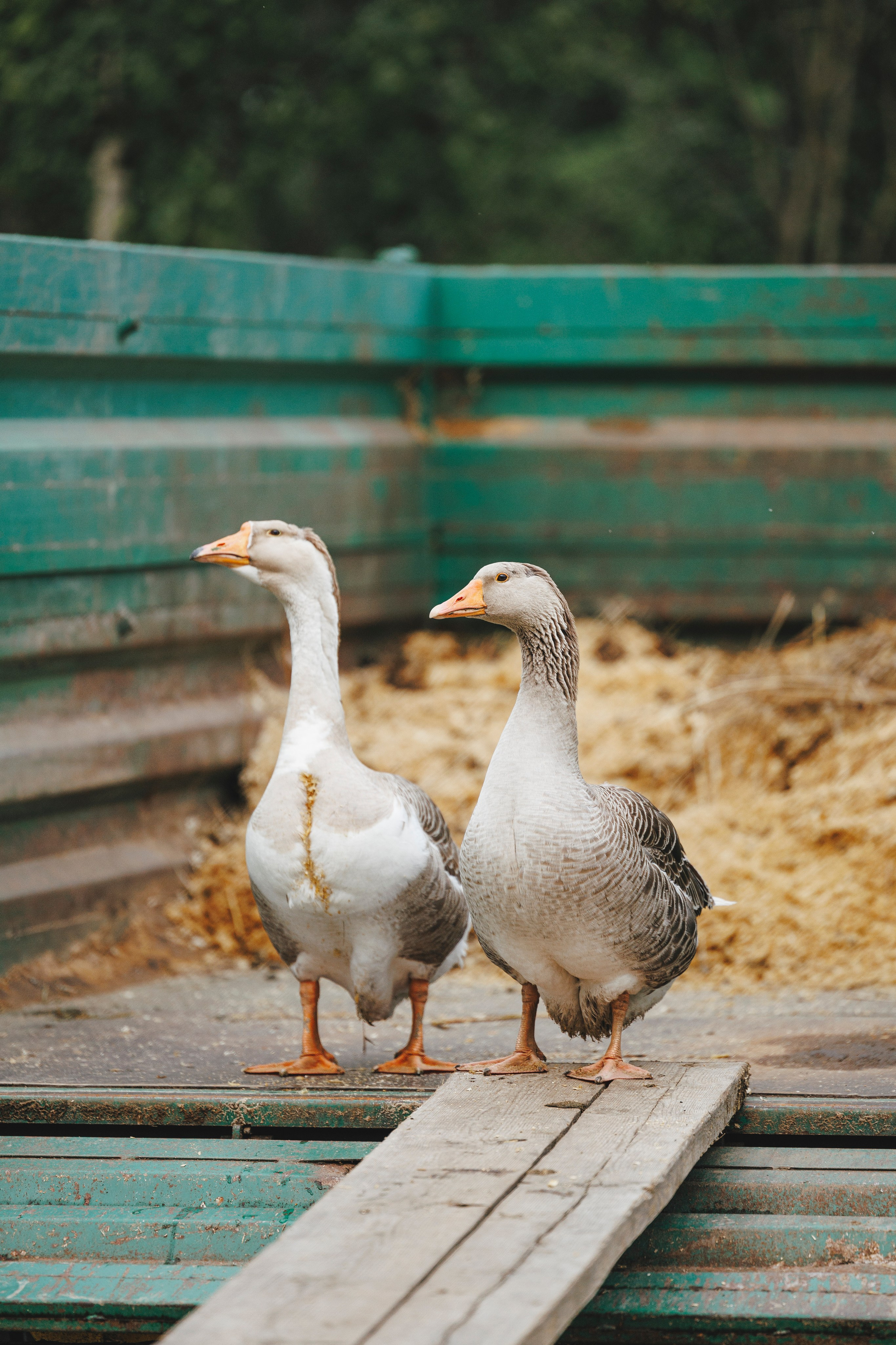 Керро поле. Фотограф-анималист Анна Маринич