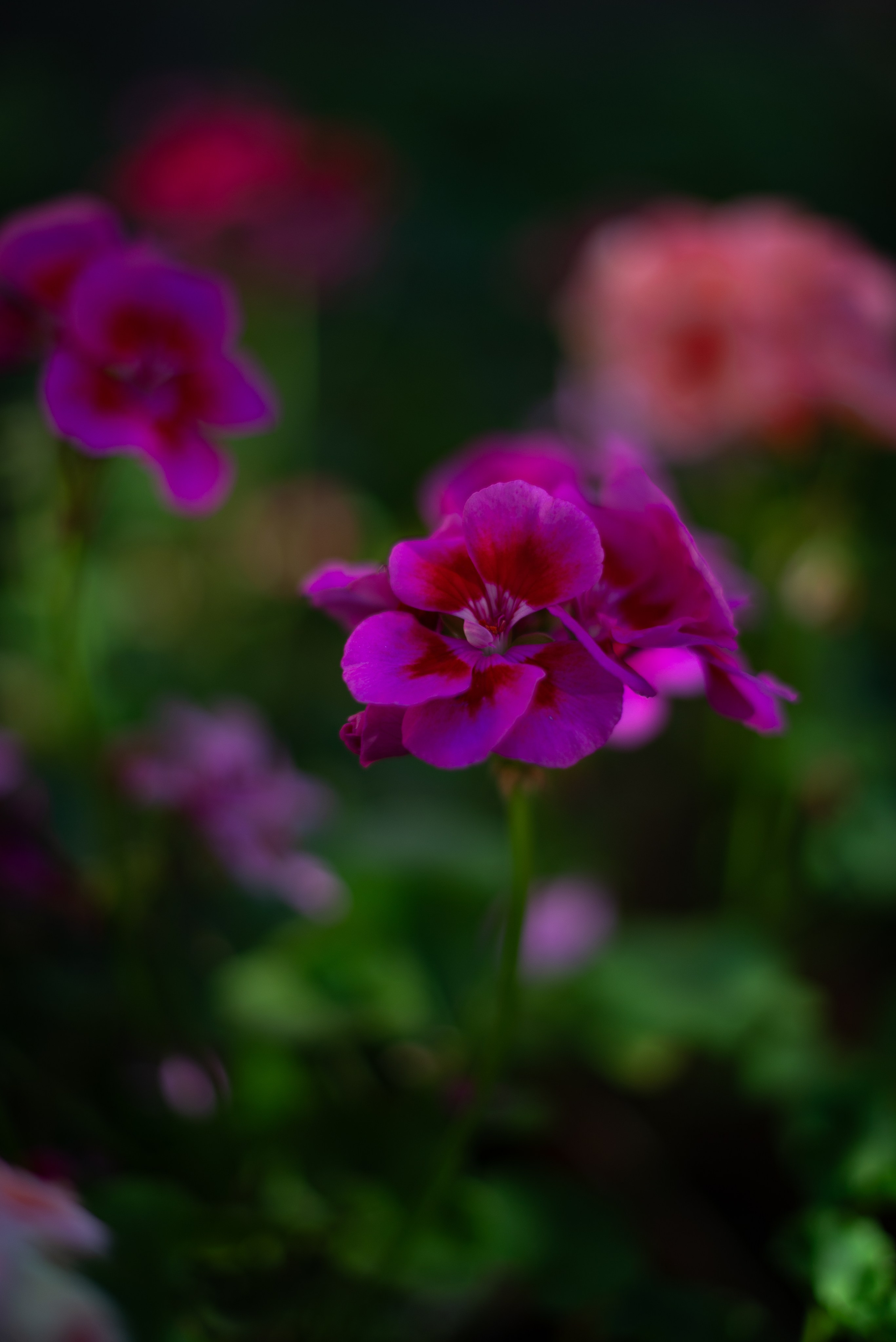 Цветы сада МГУ. Victoria Radjevna Репортажный Фотограф — Видеограф Москва • Санкт-Петербург