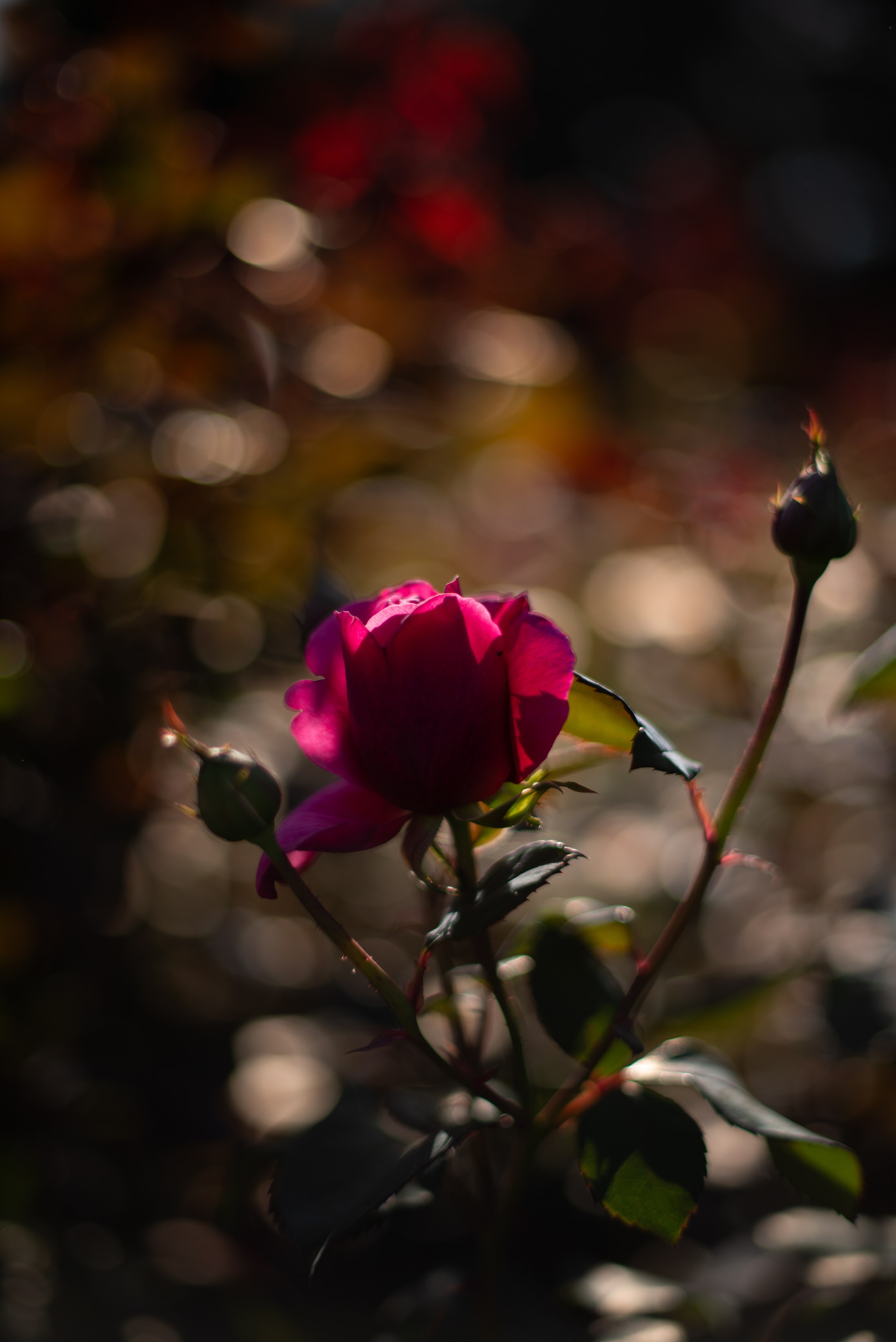 Цветы сада МГУ. Victoria Radjevna Репортажный Фотограф — Видеограф Москва • Санкт-Петербург