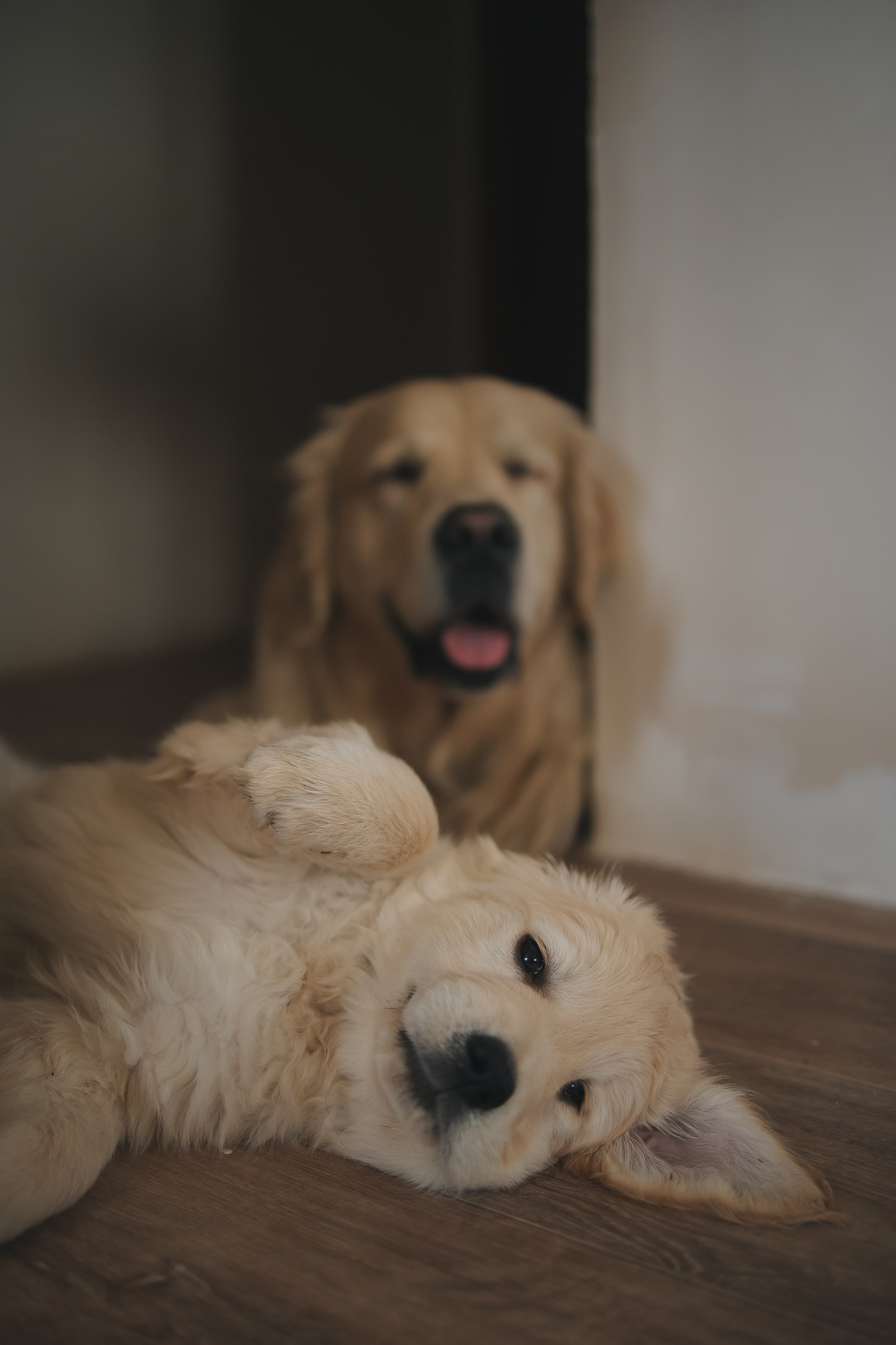 Снежик и Веста, НГ. Свадебный и женский фотограф