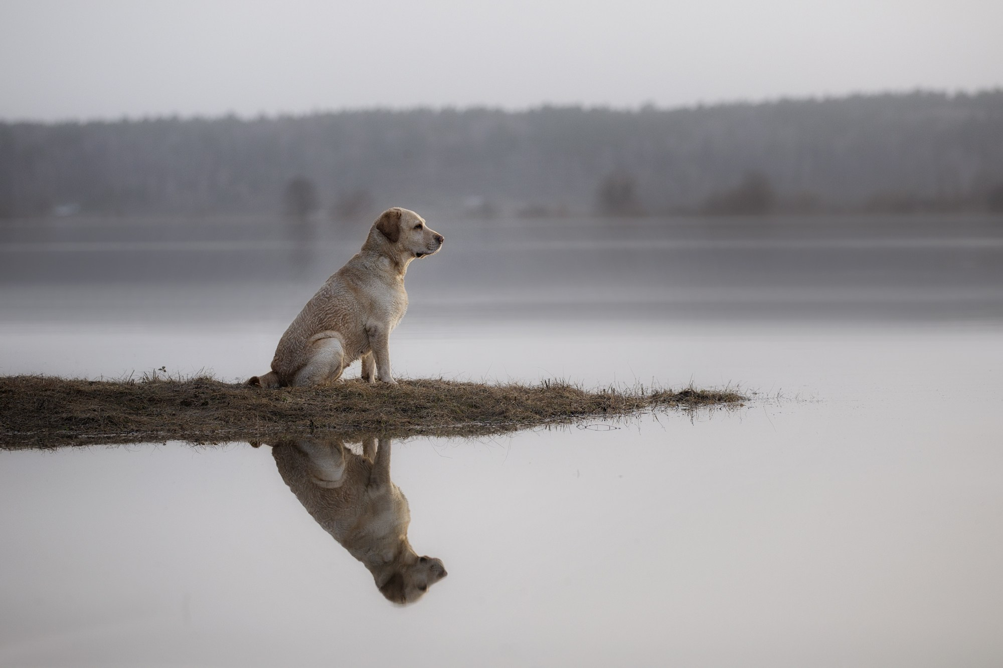 На природе и в городе. Фотограф-анималист в Калуге Мария Шерскова