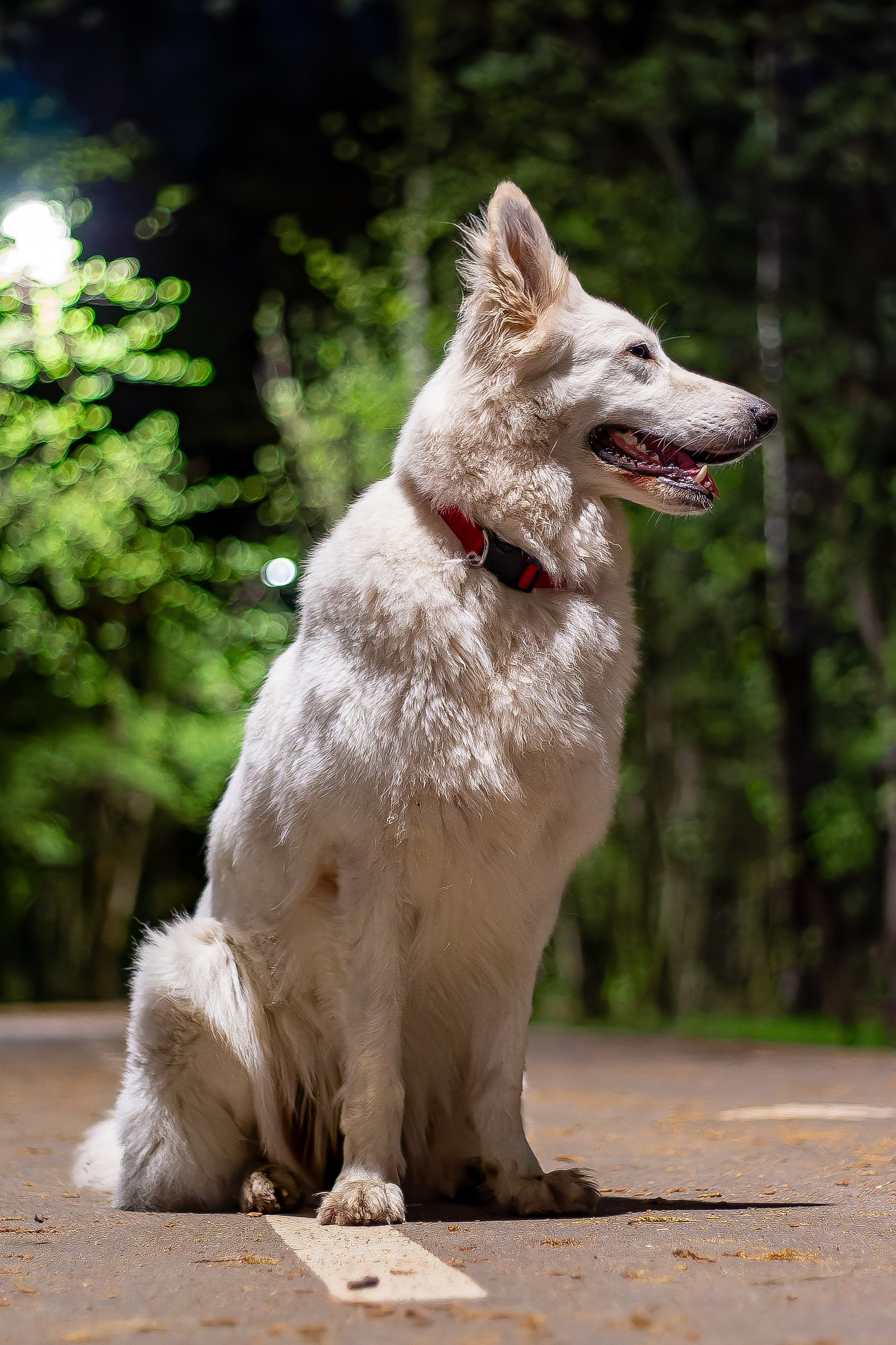 Я в душе волк!. Фотограф • Орехово-Зуево • Балашиха • TEFO