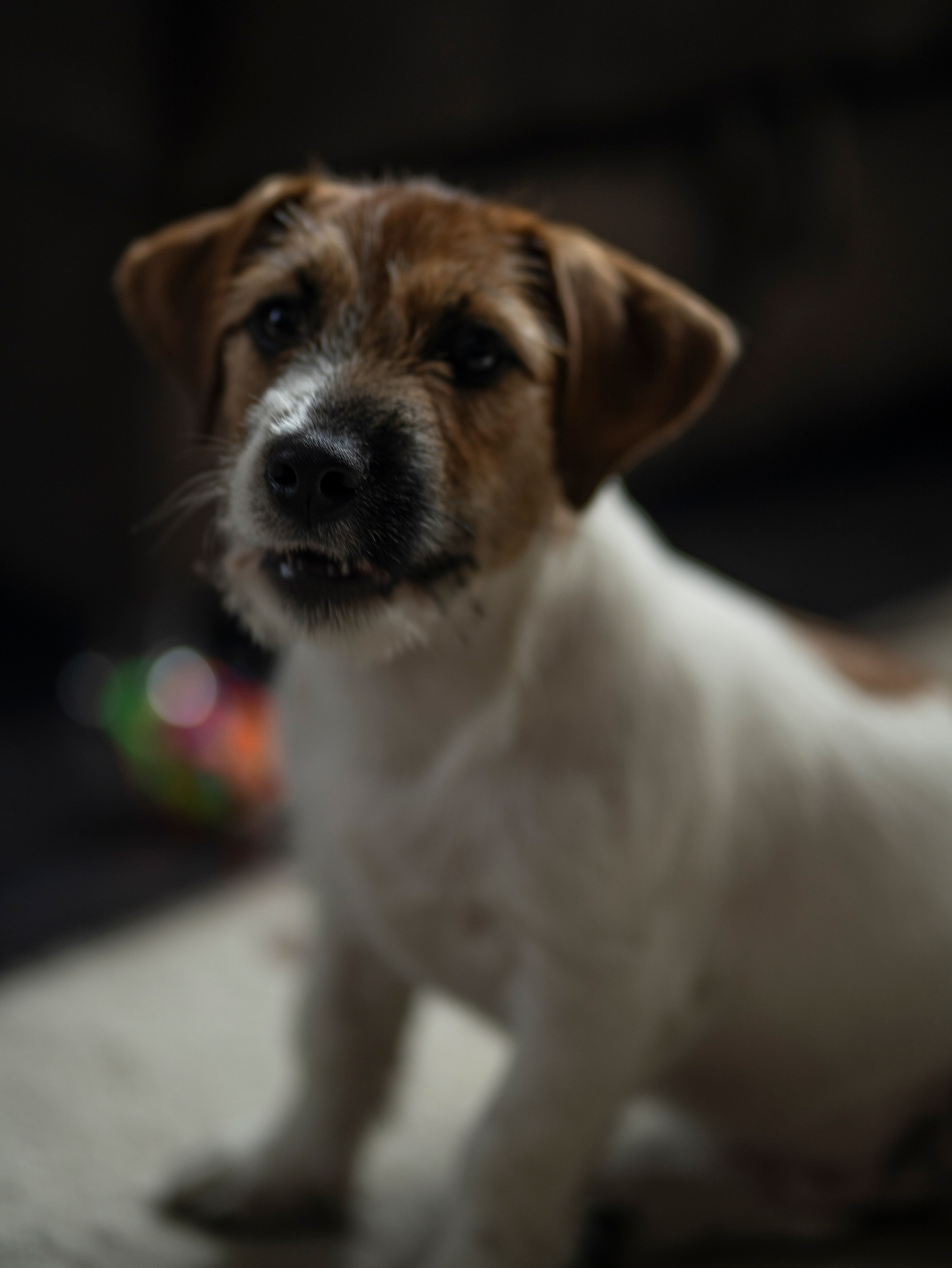 Ляля и Бандит Питомцы. Свадебный и Женский фотограф в г. Кемерово