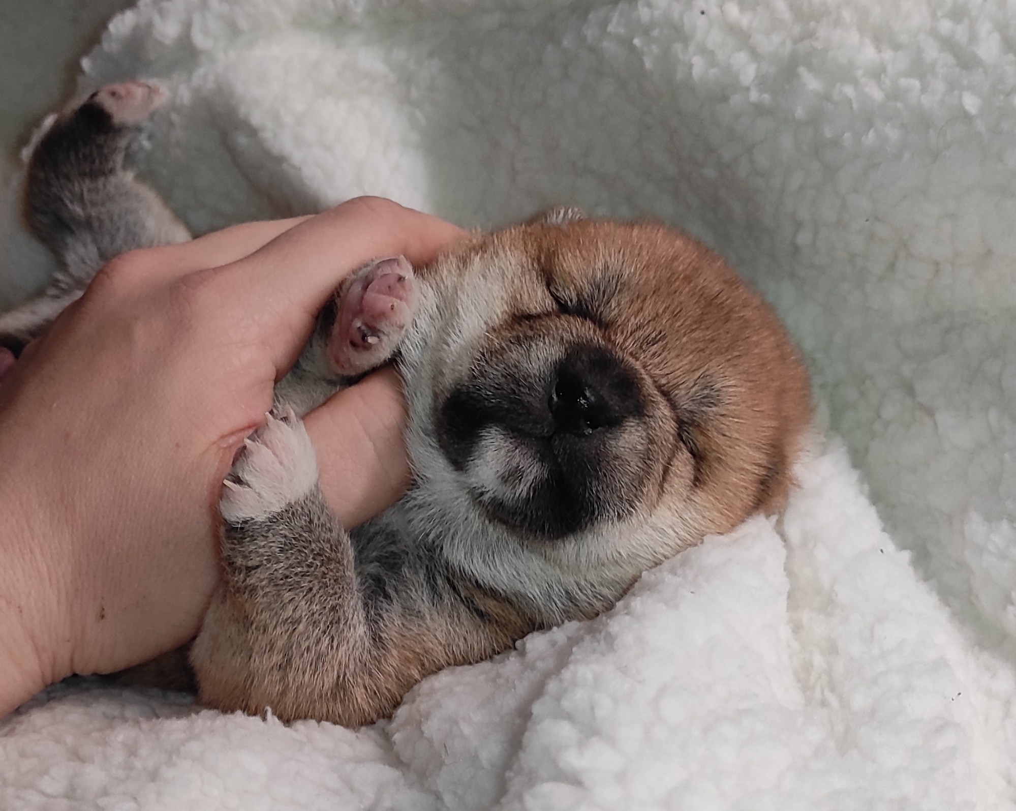 сиба питомник Рубилайт щенки на продажу rubylight  сиба щенки купить СПб Санкт-Петербург 