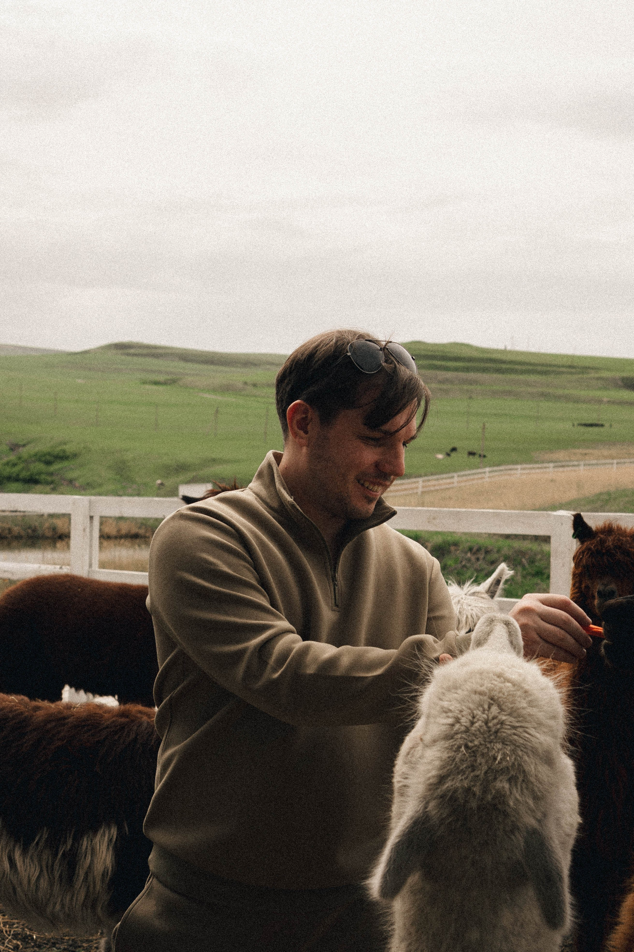 Ферма Альпак. Профессиональный фотограф, Санкт-Петербург — Виктория Богомолова