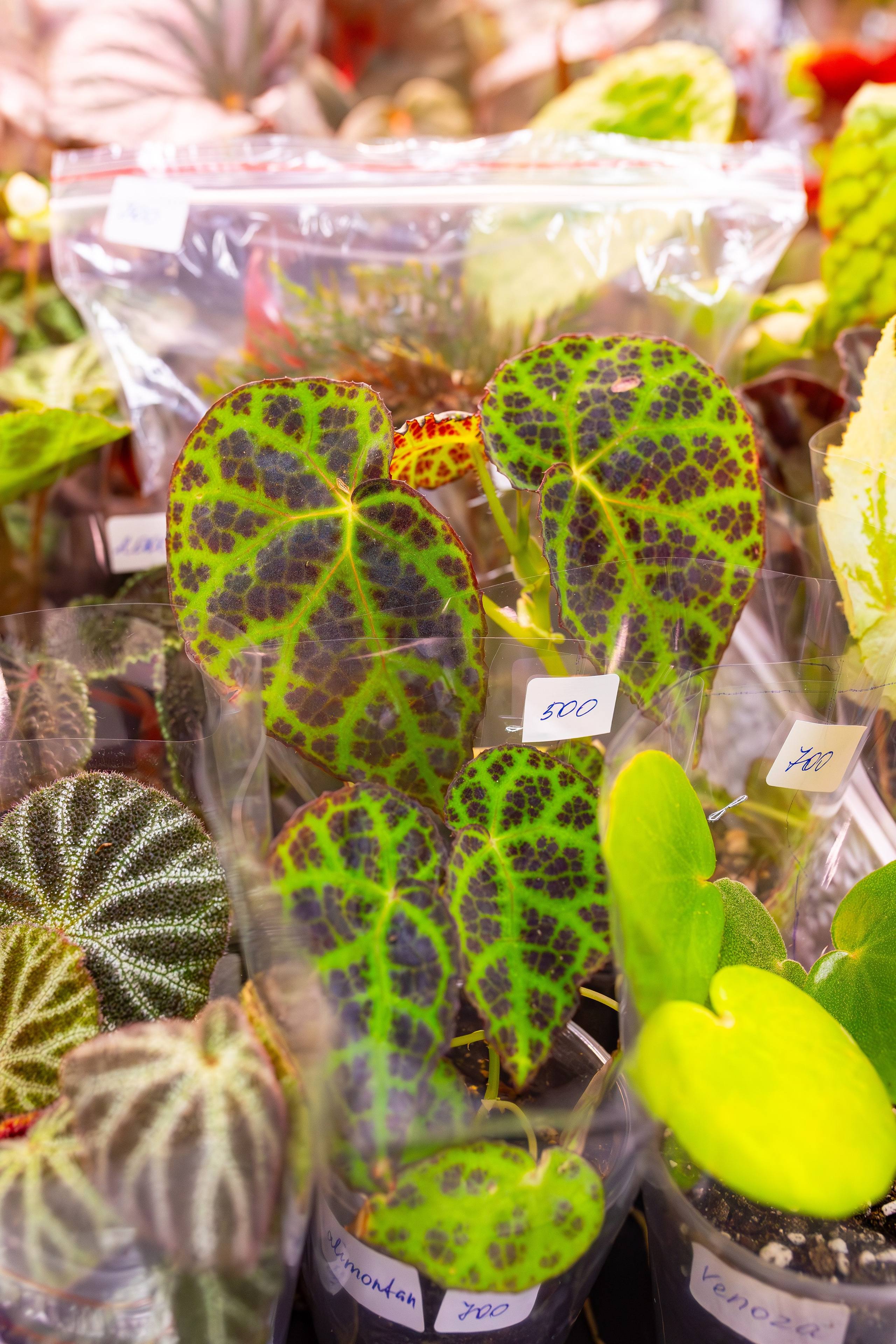 Орхидиум сентябрь 2025. Александра Куликова фотограф, Москва