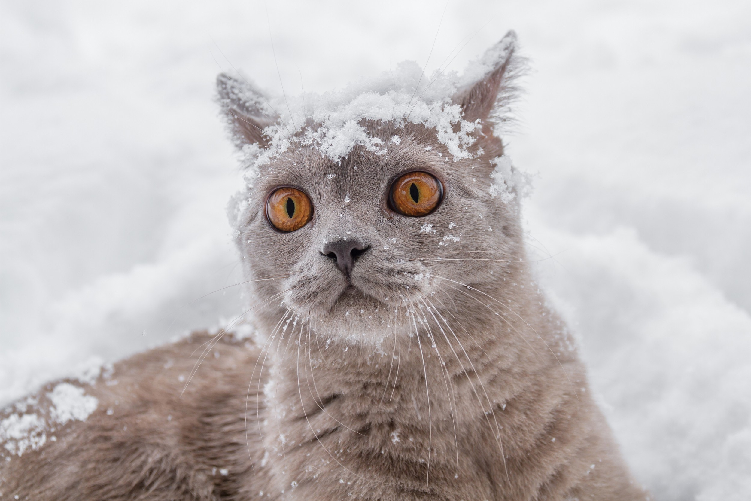 Профессиональная фотосъёмка домашних животных в Донецке, Макеевке. Фотограф Татаринов Андрей (Донецк / Макеевка)