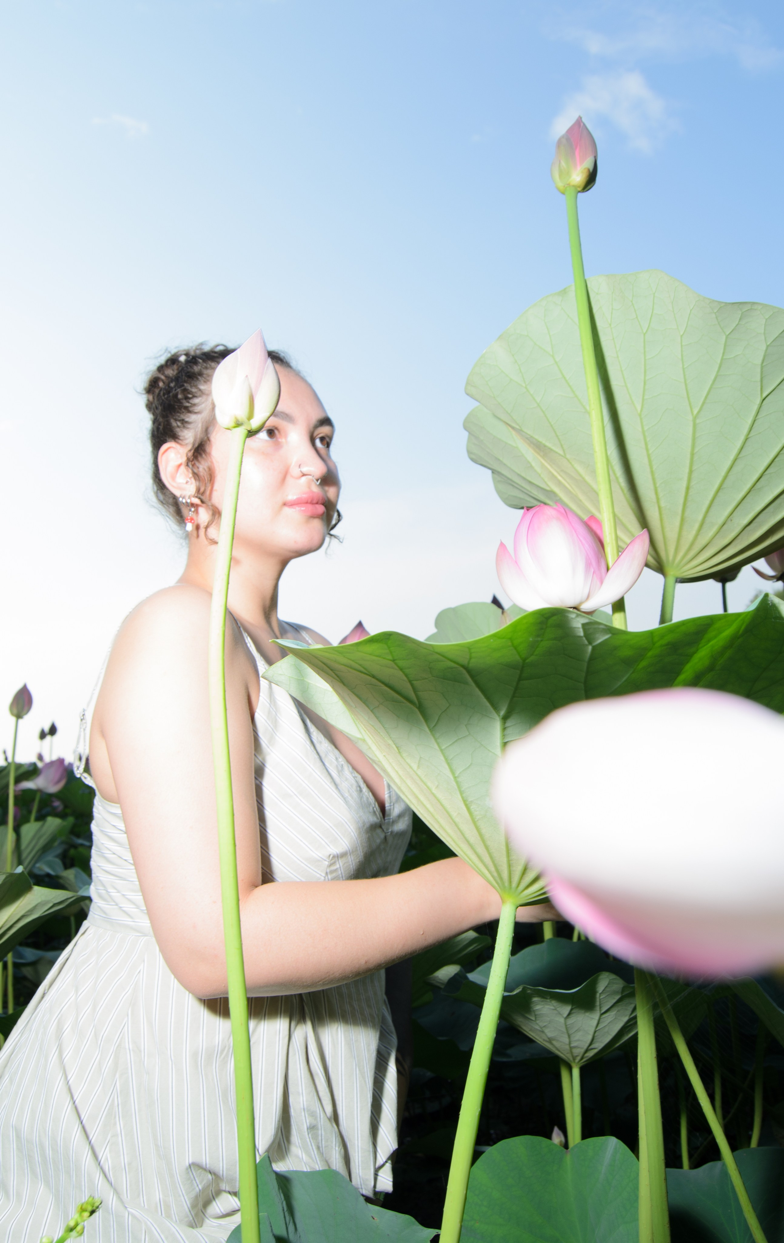 Лотосы. Колентеева Наталья/фотограф