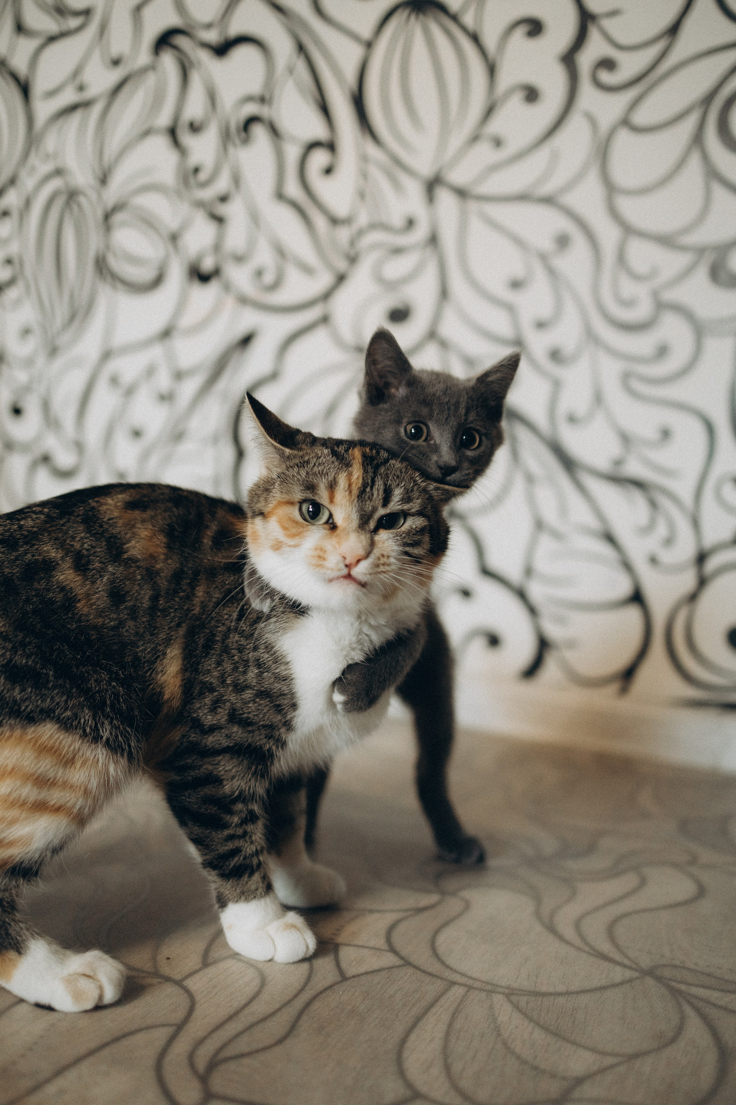 1+1=6. Семейный и свадебный фотограф Анастасия Слободчикова. Лысьва, Чусовой, Пермь