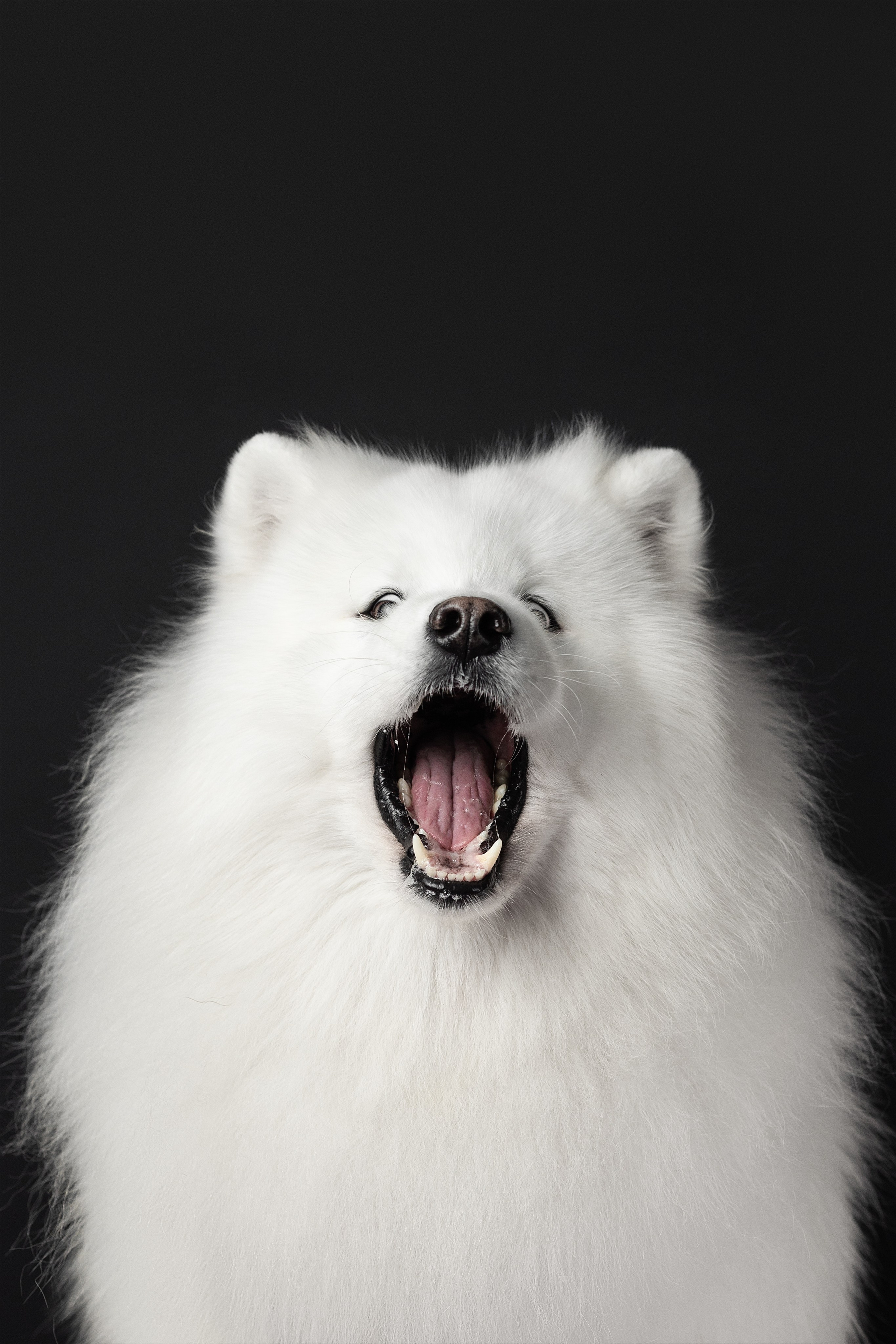 Студия, летающие вкусняшки. Фотограф анималист в Москве Майорова Евгения