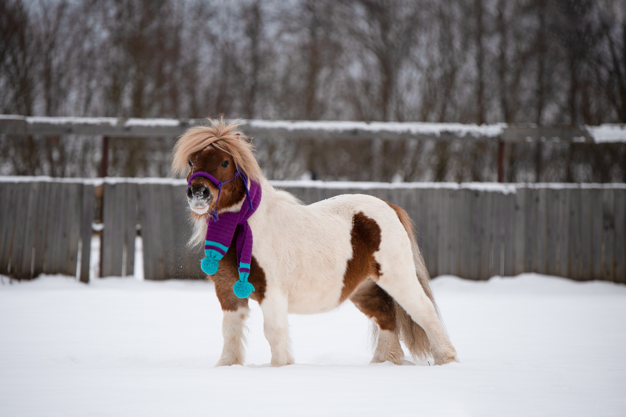 Портрет лошади, лошадь, конь, фото лошади, фотография лошади, конный фотограф, съемка лошадей, фотограф лошадей, конная фотография, конный фотограф, конный фотограф в спб, профессиональный фотограф спб, фотограф спб, ахалтекинец, рысак, спортивная лошадь, конный клуб, фотосессия с лошадьми, тракененская лошадь, зима, лошадь зимой, пейзаж, зимний лес свободные лошади, орловец, орловский рысак, орловская рысистая порода, новый год, новогодняя фотосессия, съемки с лошадьми, фото с лошадью, пони, шетленд, шетлендский пони