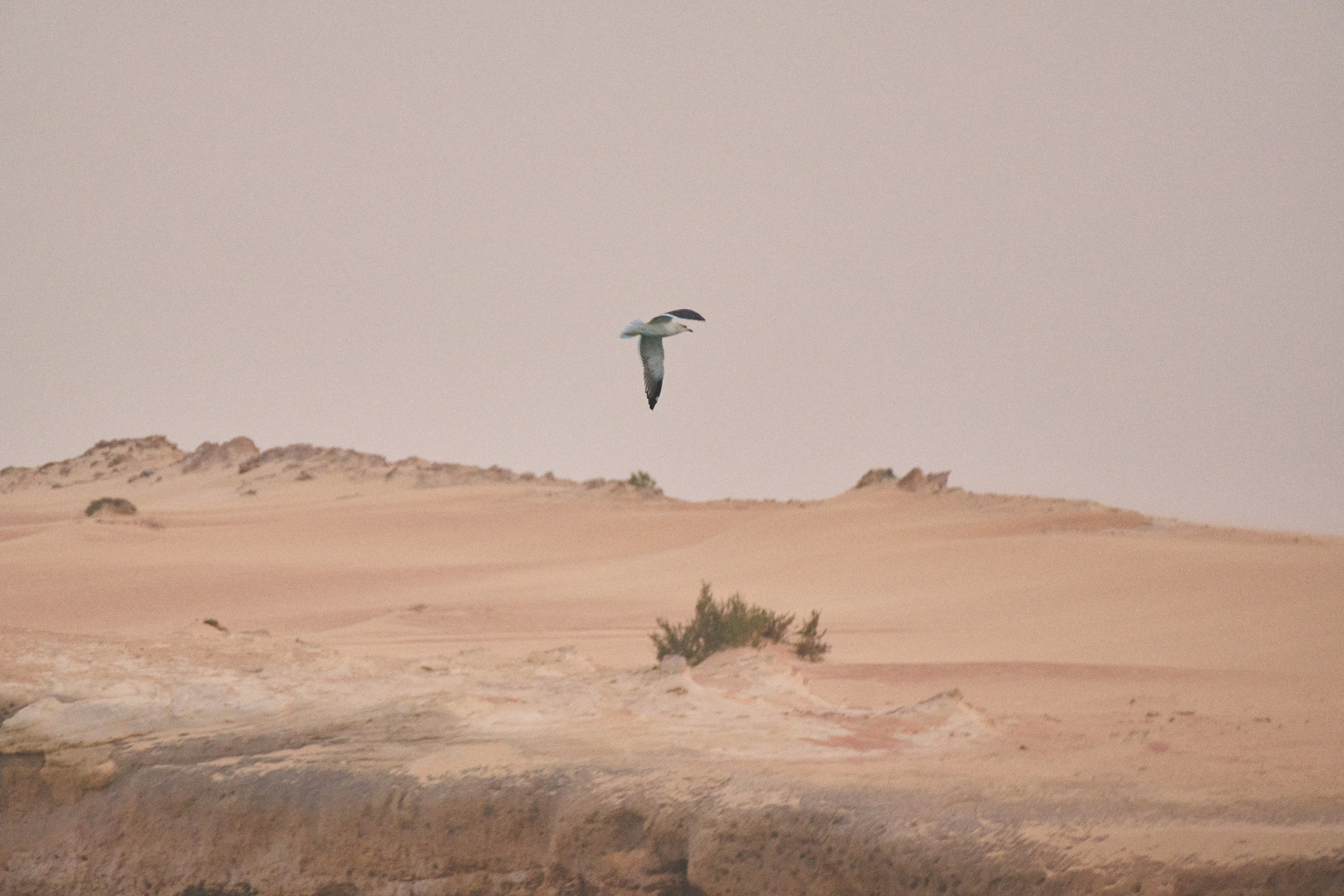 Morocco-Gambia. See the moment and catche. commercial and reportage