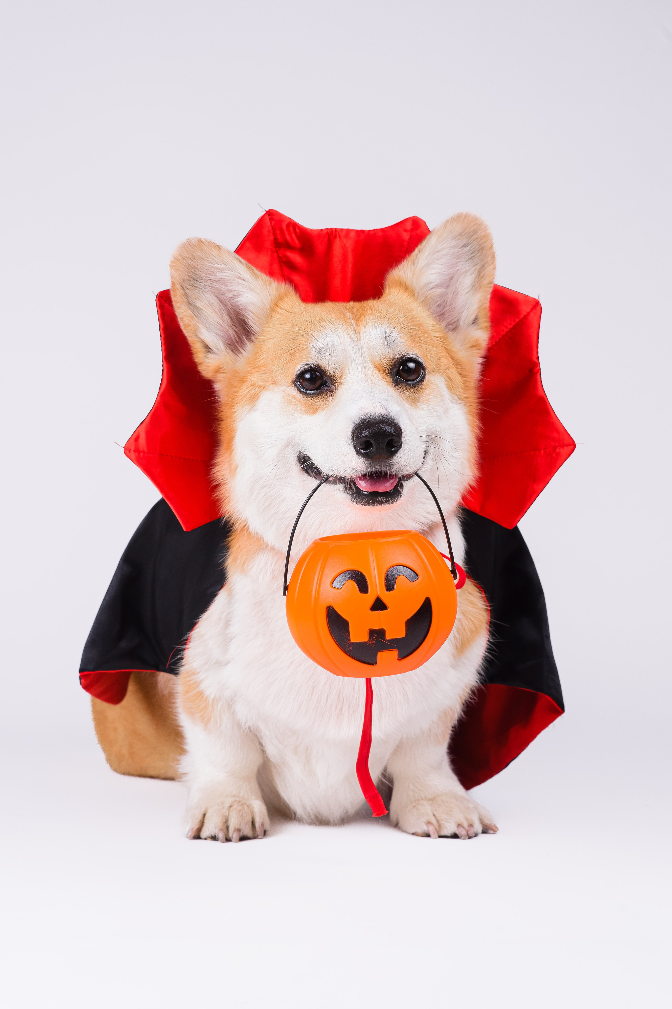 Лея на однотонном фоне. Фотограф — Анималист | Анна Абрамова