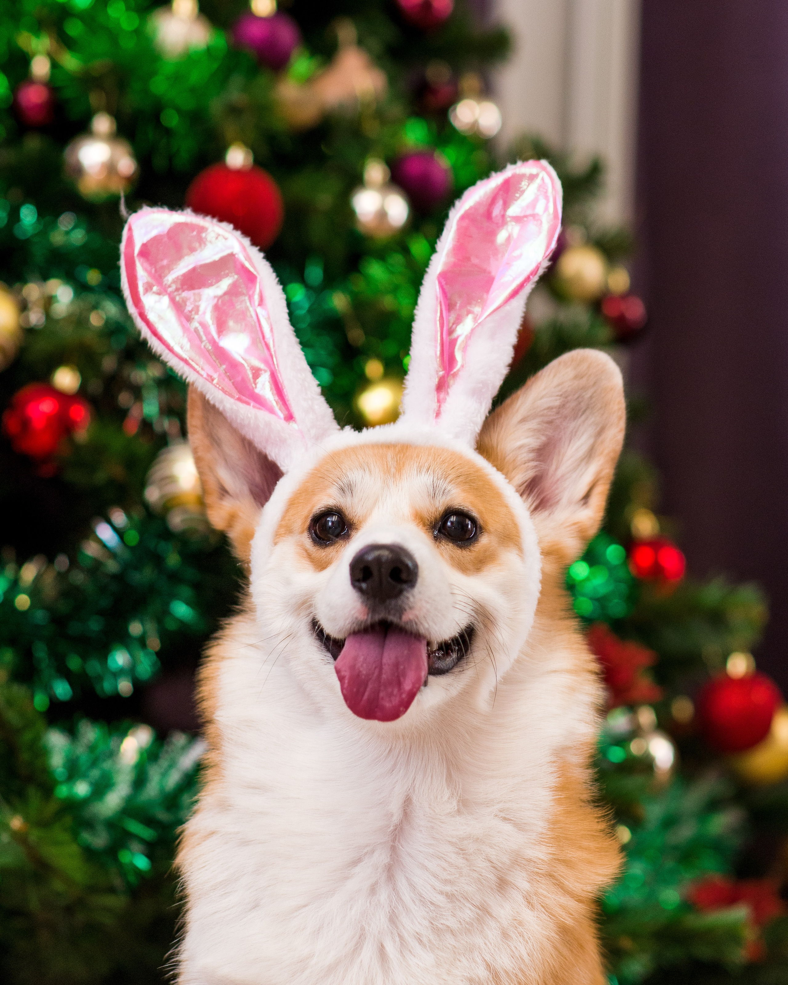 Фотограф — Анималист | Анна Абрамова