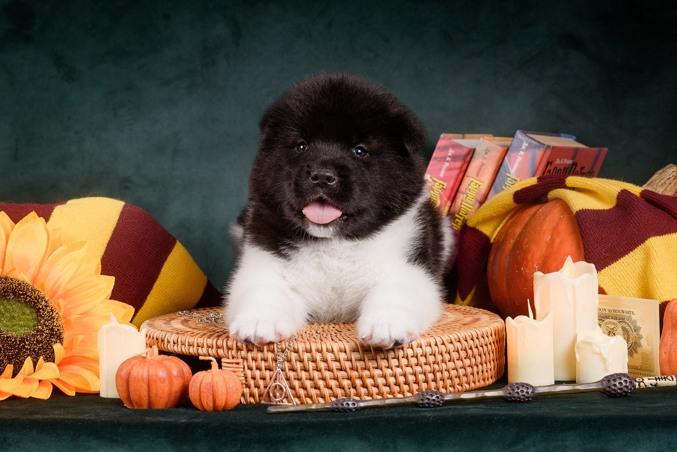 Щенки Американской Акиты — 04.11.2024. Фотограф — Анималист | Анна Абрамова