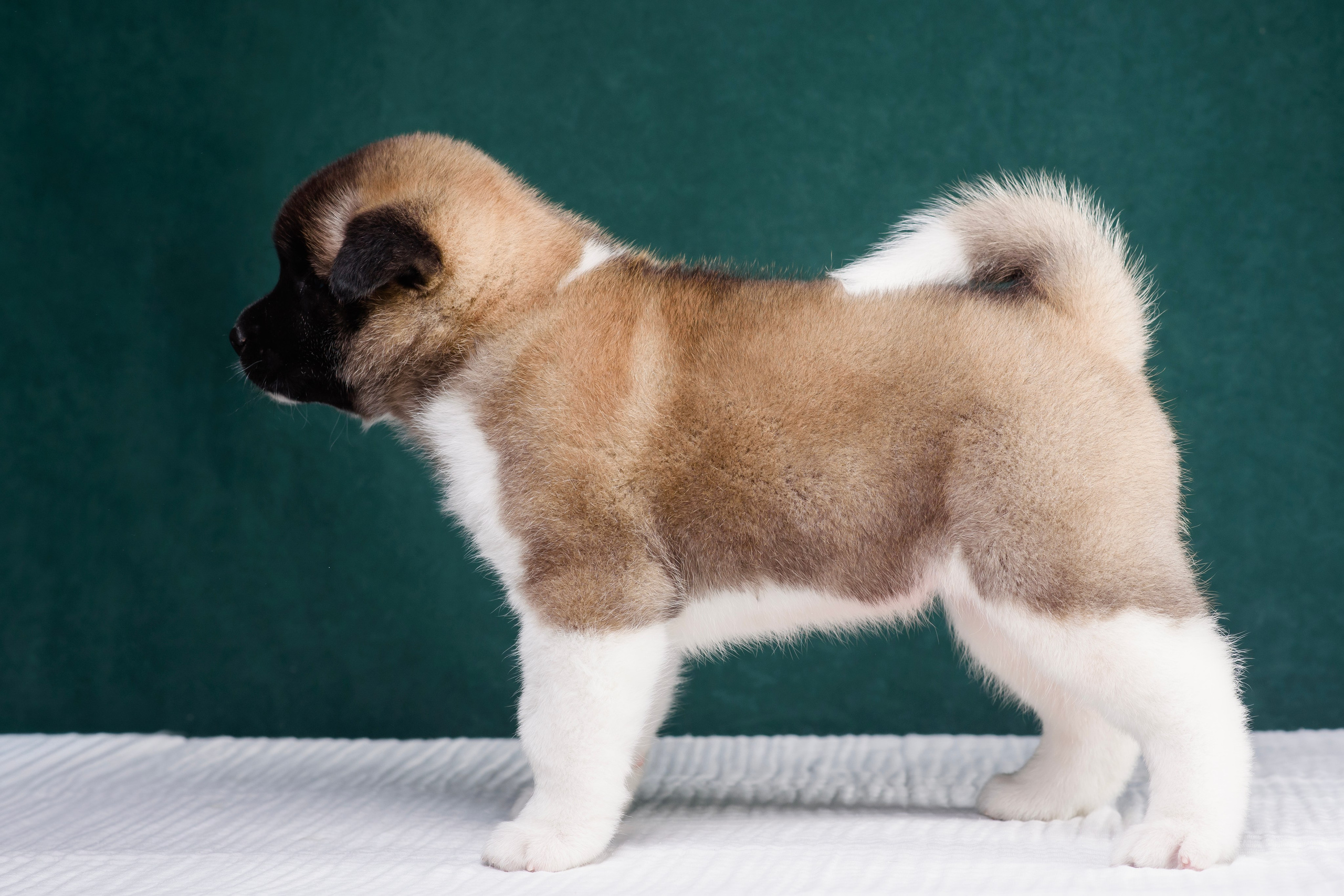 Щенки Американской Акиты. Фотограф — Анималист | Анна Абрамова