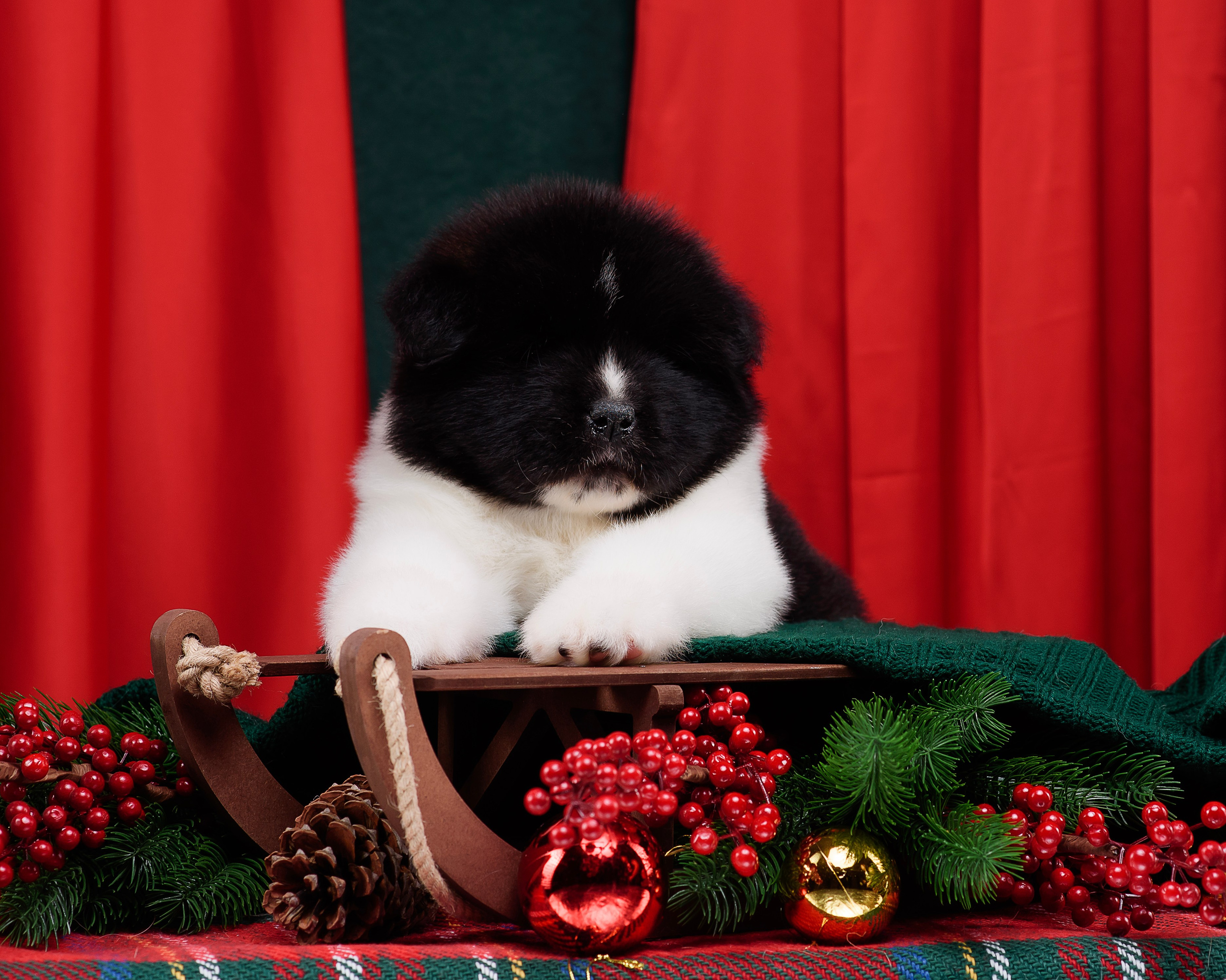 Щенки Американской Акиты. Фотограф — Анималист | Анна Абрамова