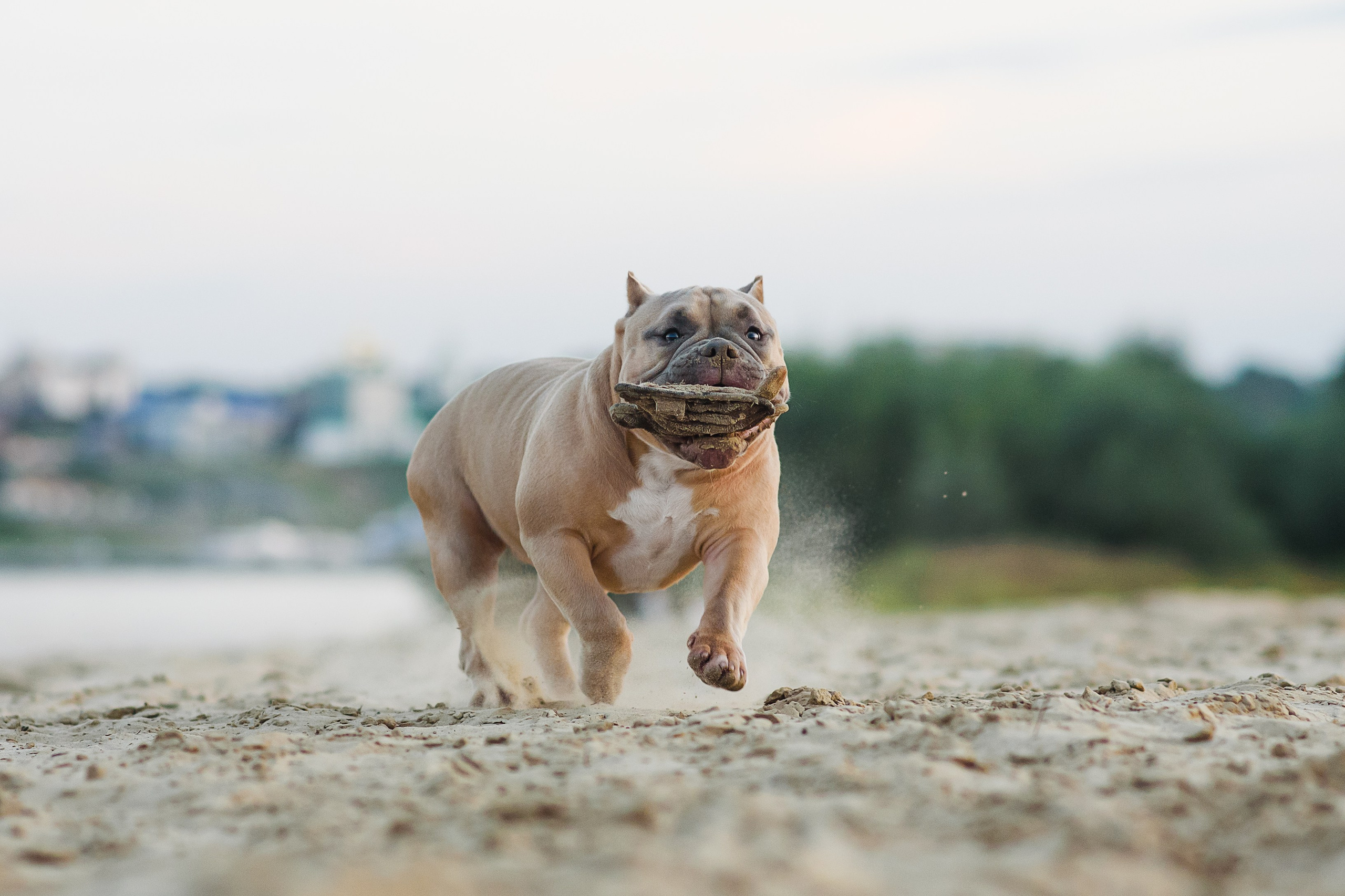 Аляска — Амбулли — 23.08.2024. Фотограф — Анималист | Анна Абрамова