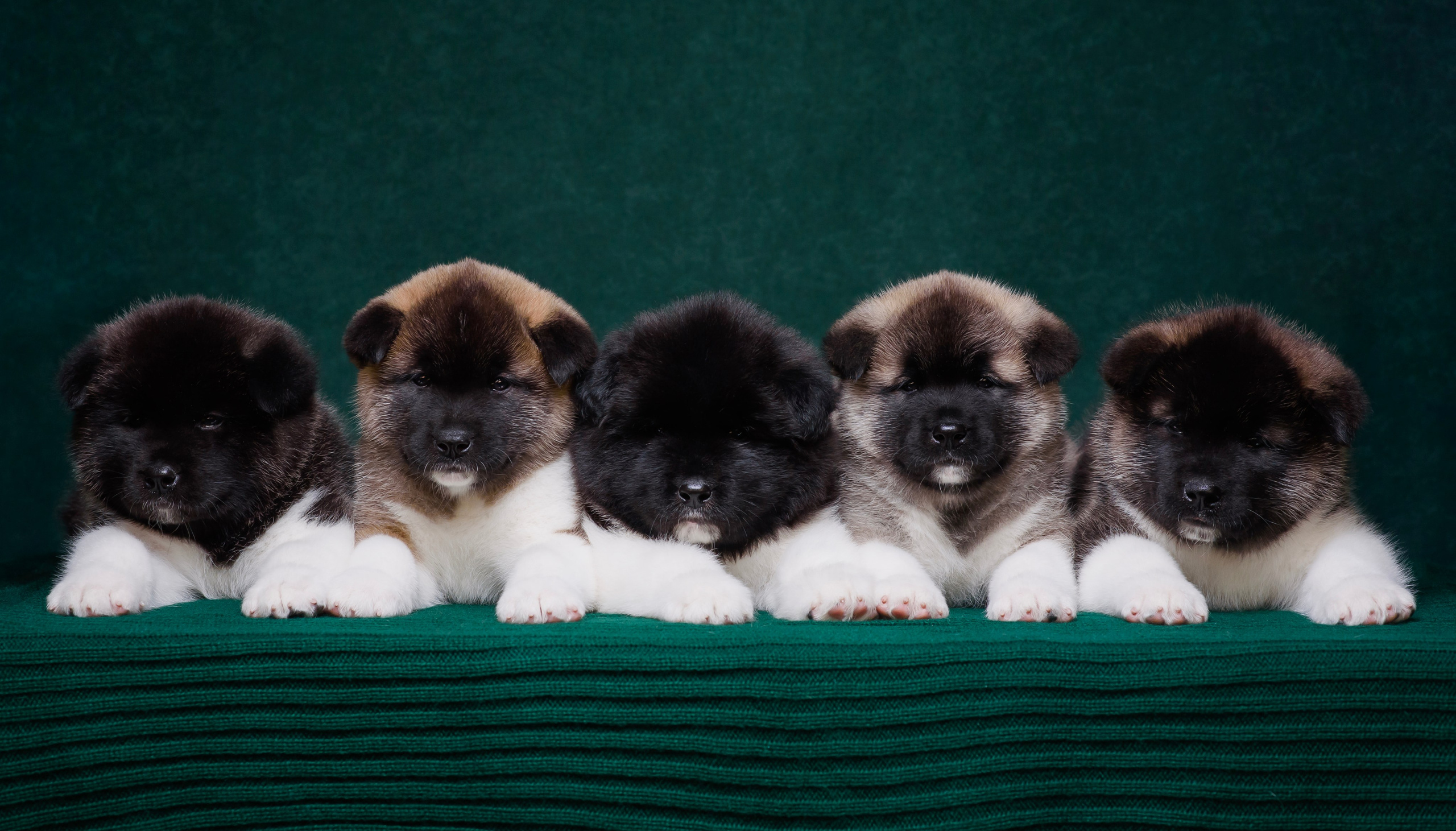 Щенки Американской Акиты. Фотограф — Анималист | Анна Абрамова