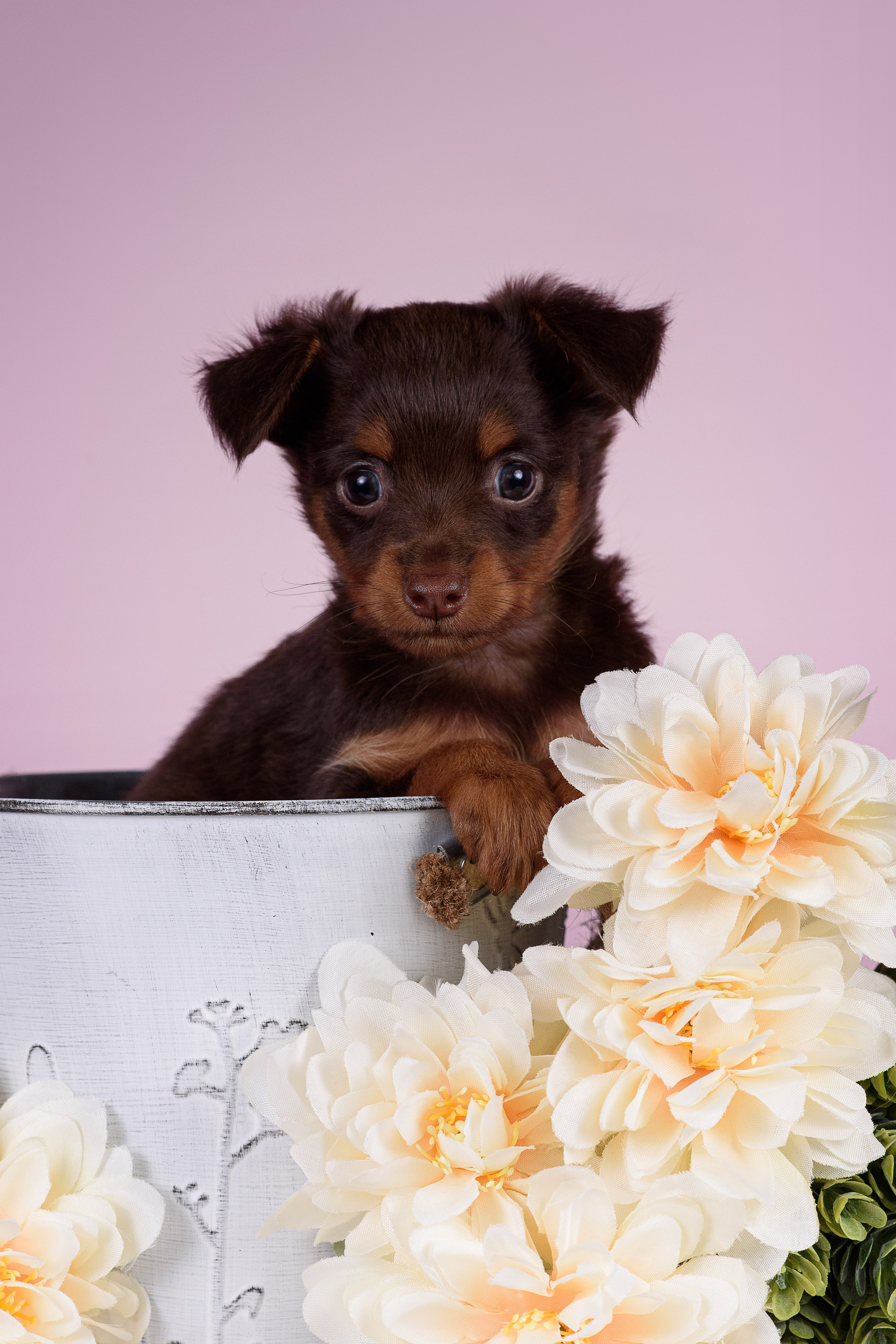 Щенки Пражских крысариков -13.04.2024. Фотограф — Анималист | Анна Абрамова