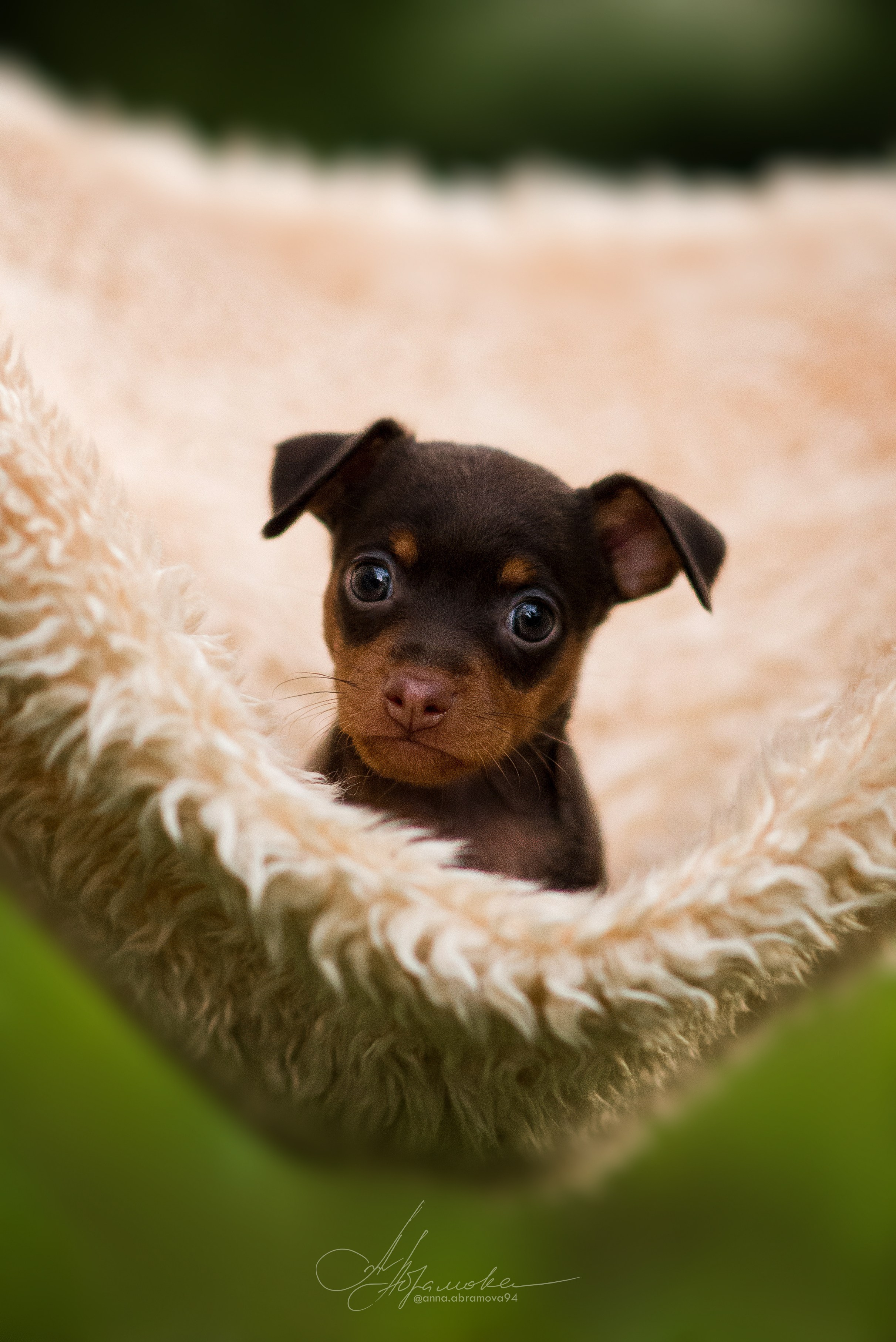 Щенки пражских крысариков — 06.08.2023. Фотограф — Анималист | Анна Абрамова