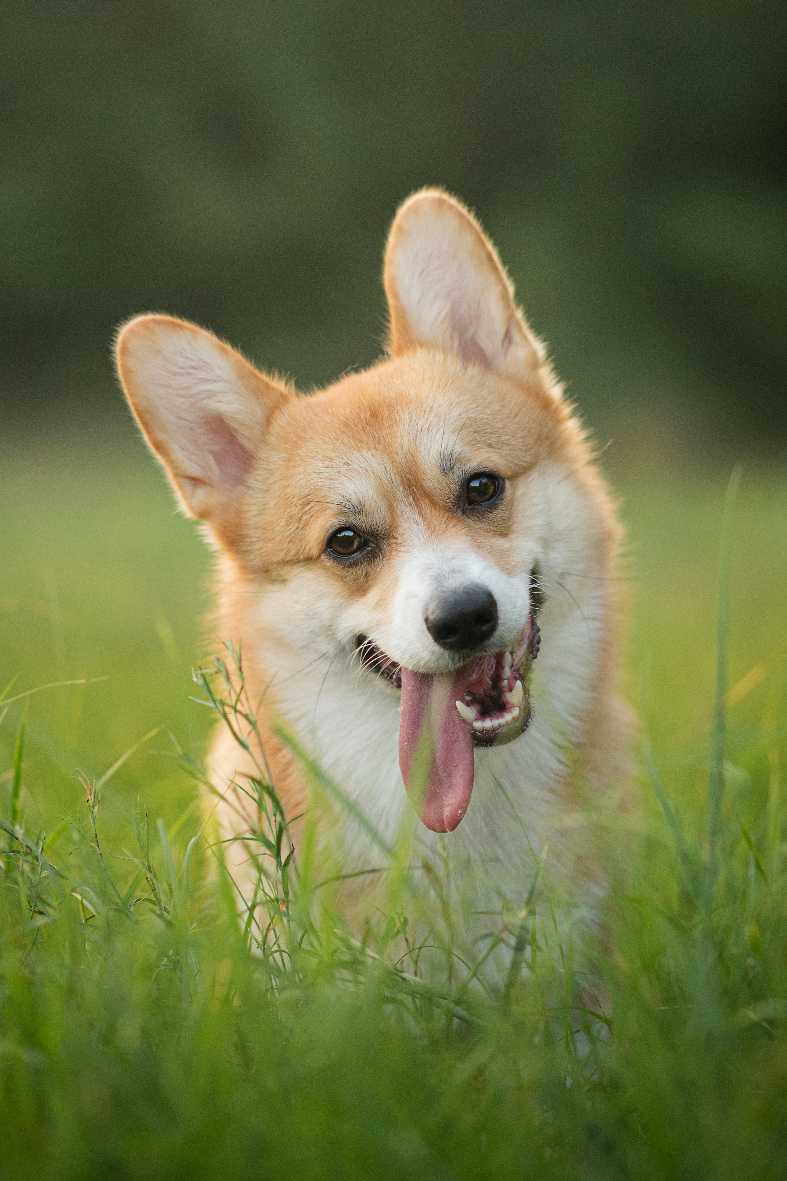 Саша, Оксана и Барни — 25.08.2024. Фотограф — Анималист | Анна Абрамова